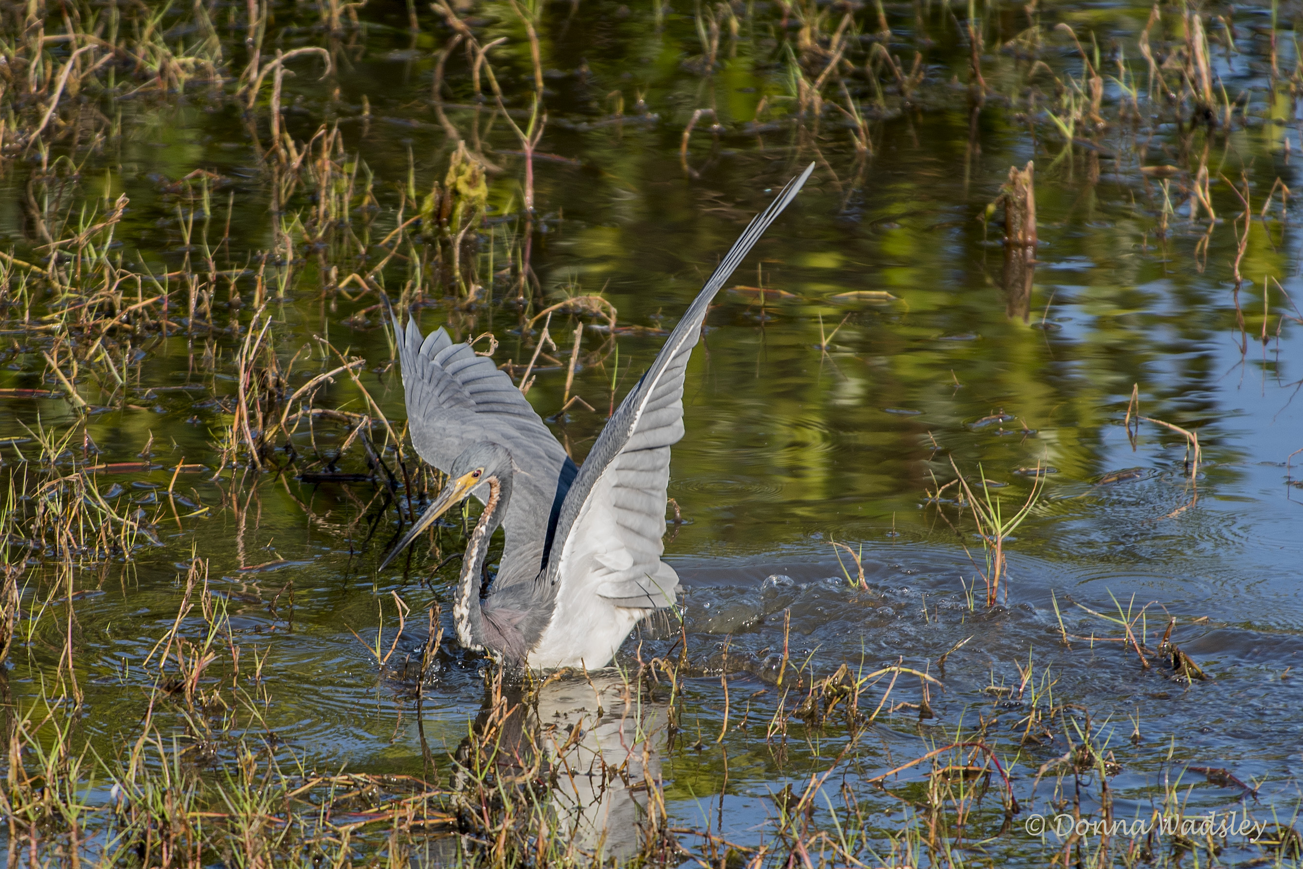 DSC_1888-1 21620