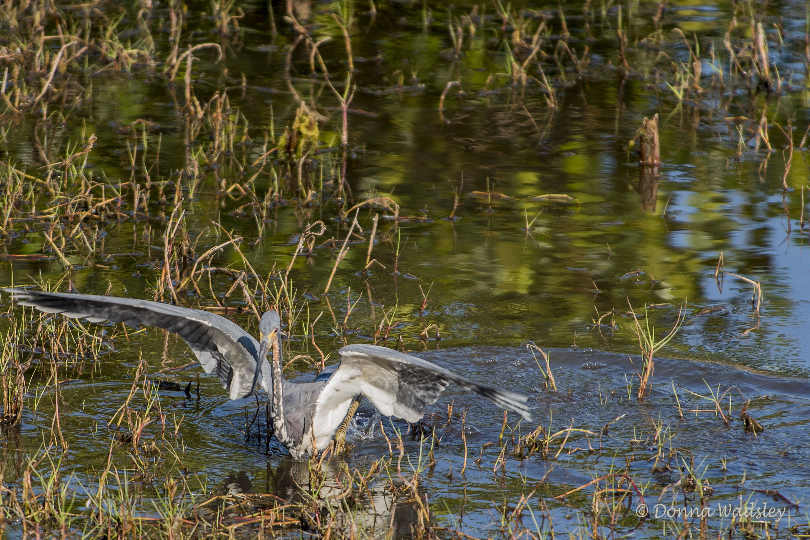 DSC_1890-1 21620