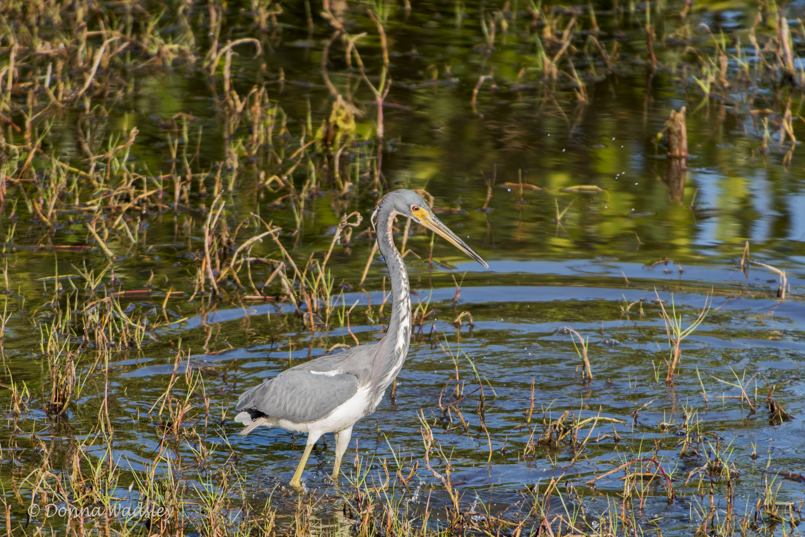 DSC_1891-2 21620