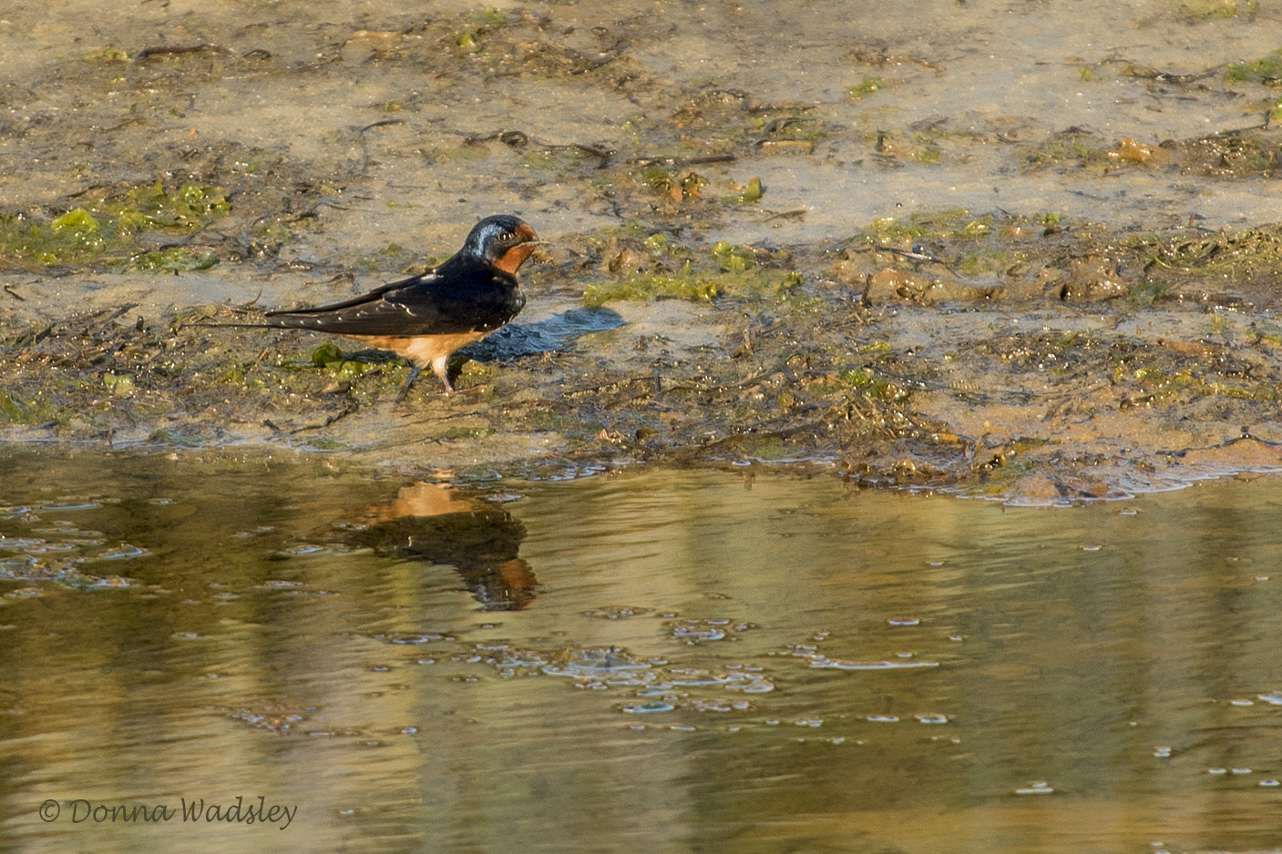 DSC_2054-1 51420