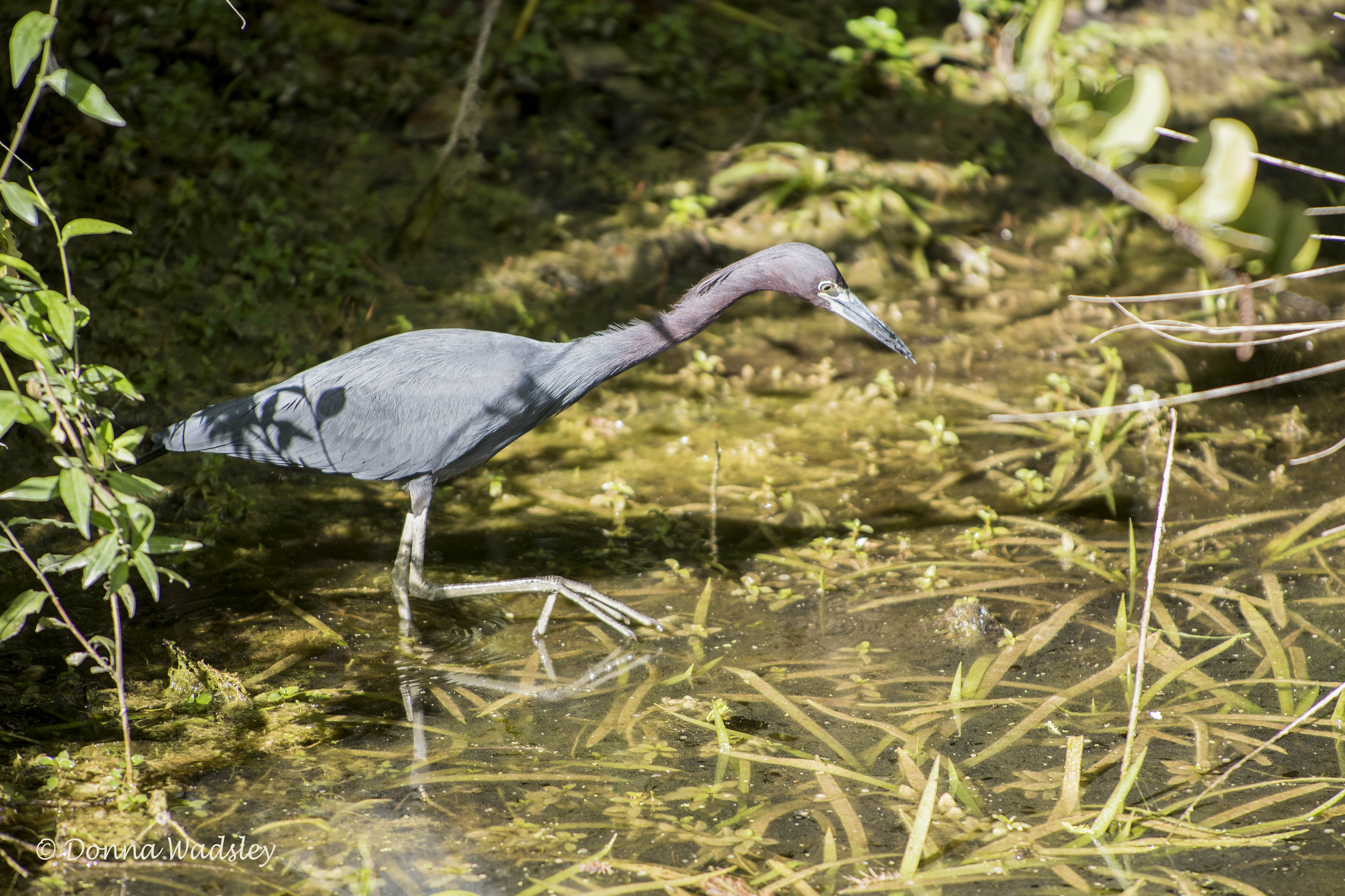 DSC_5145-1 31620