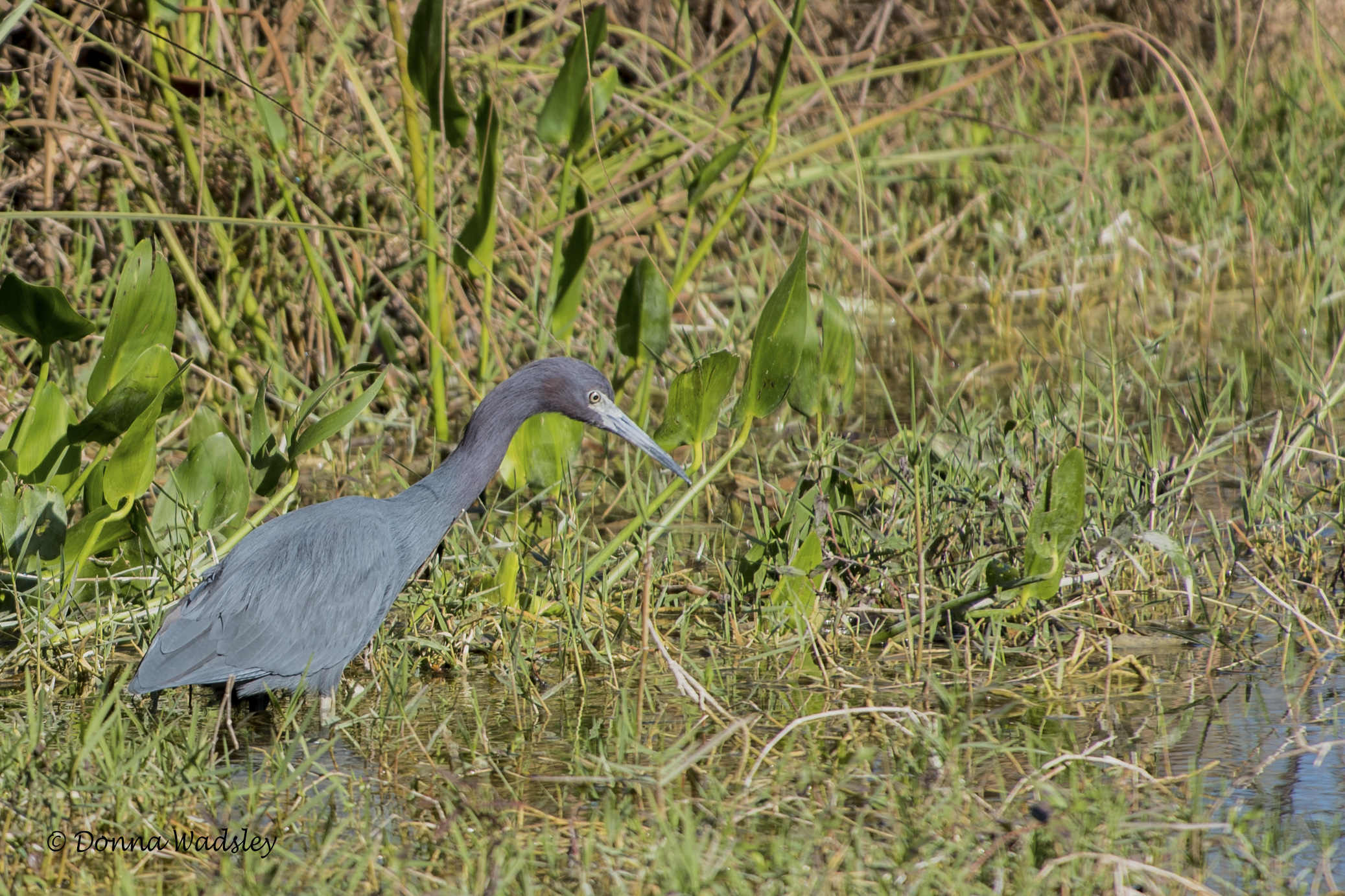 DSC_6742-1 1720
