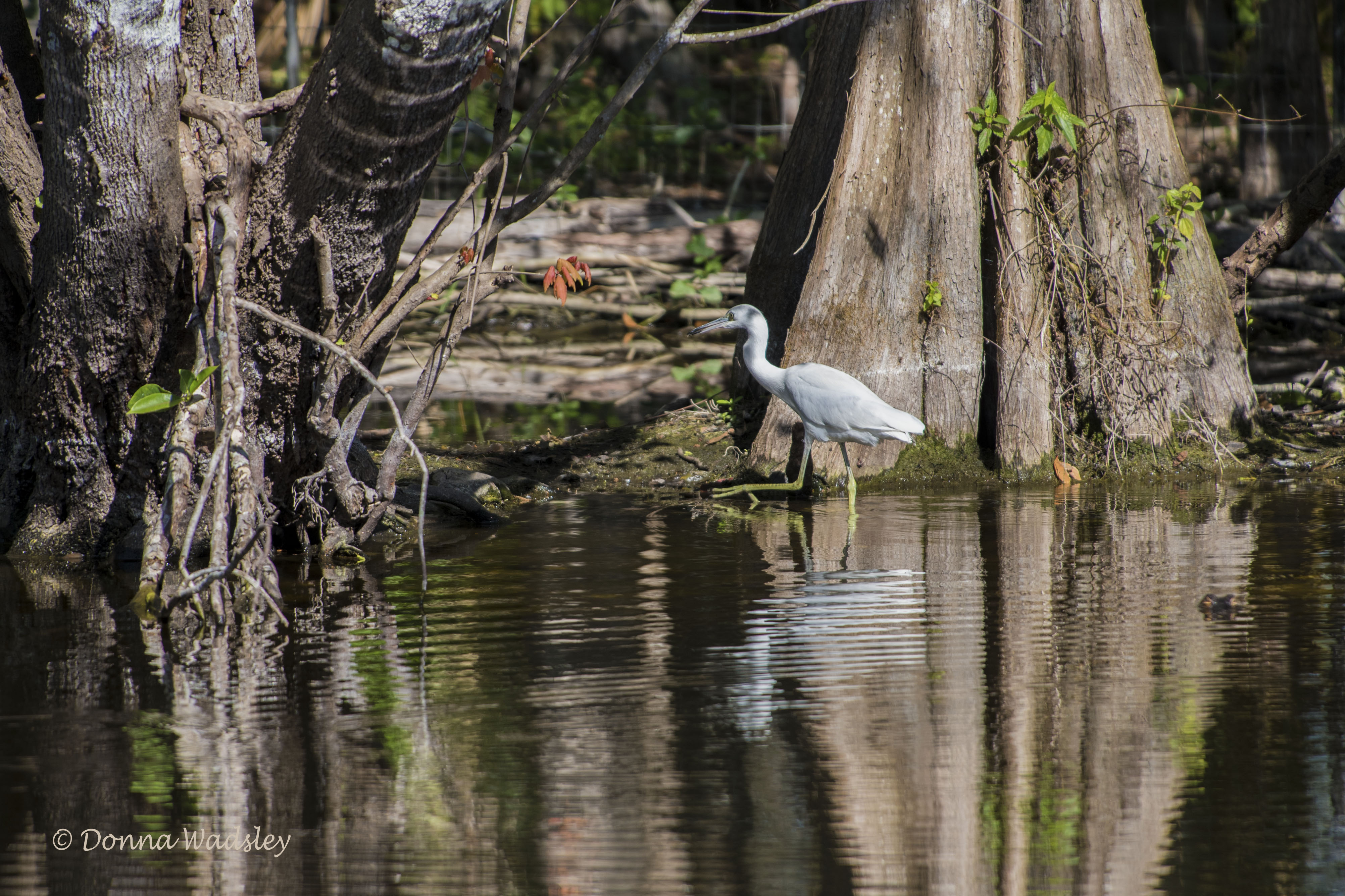DSC_6903-1 1720