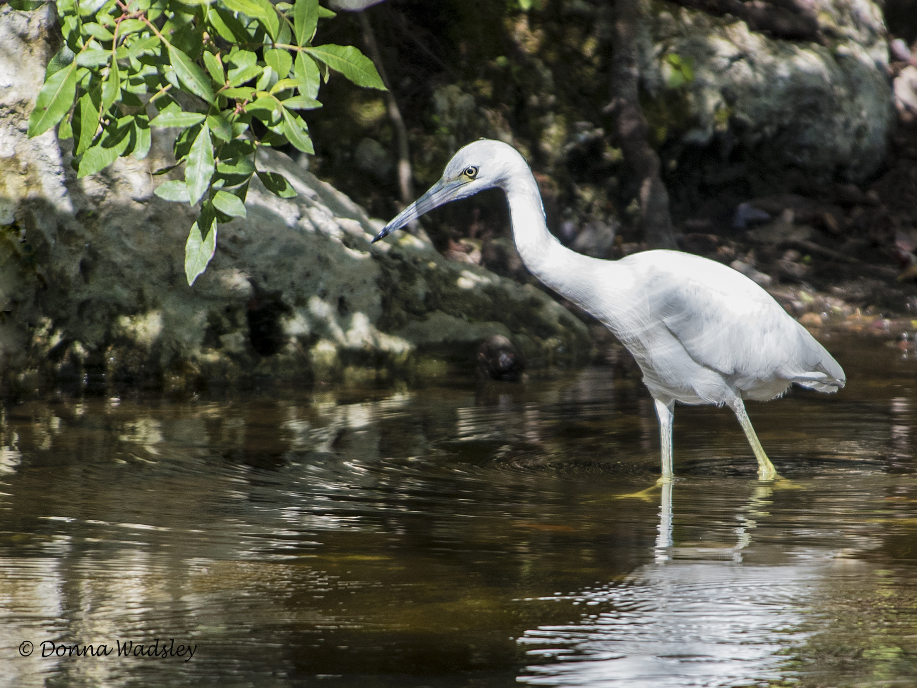 DSC_6908-1 1720