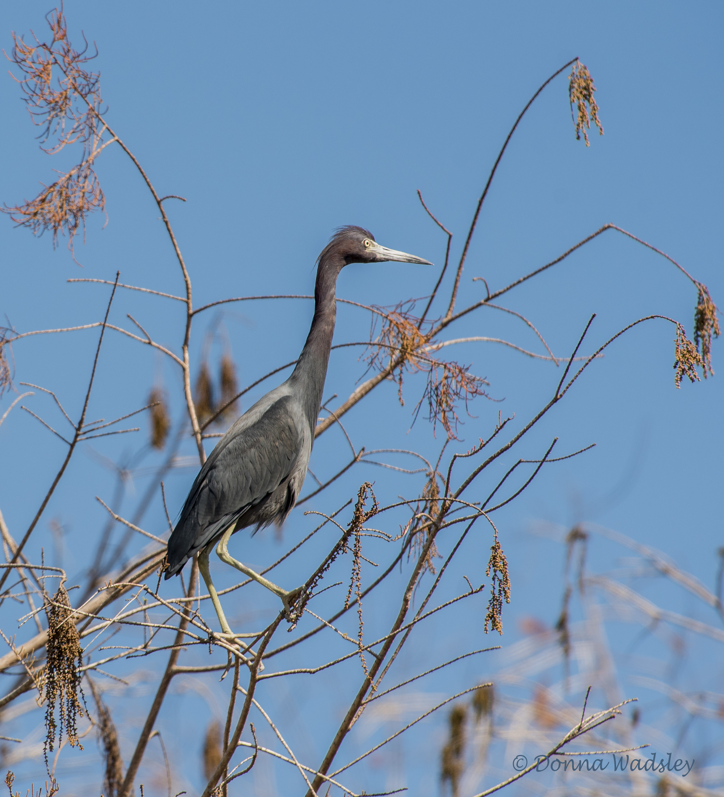 DSC_8532-1 2620