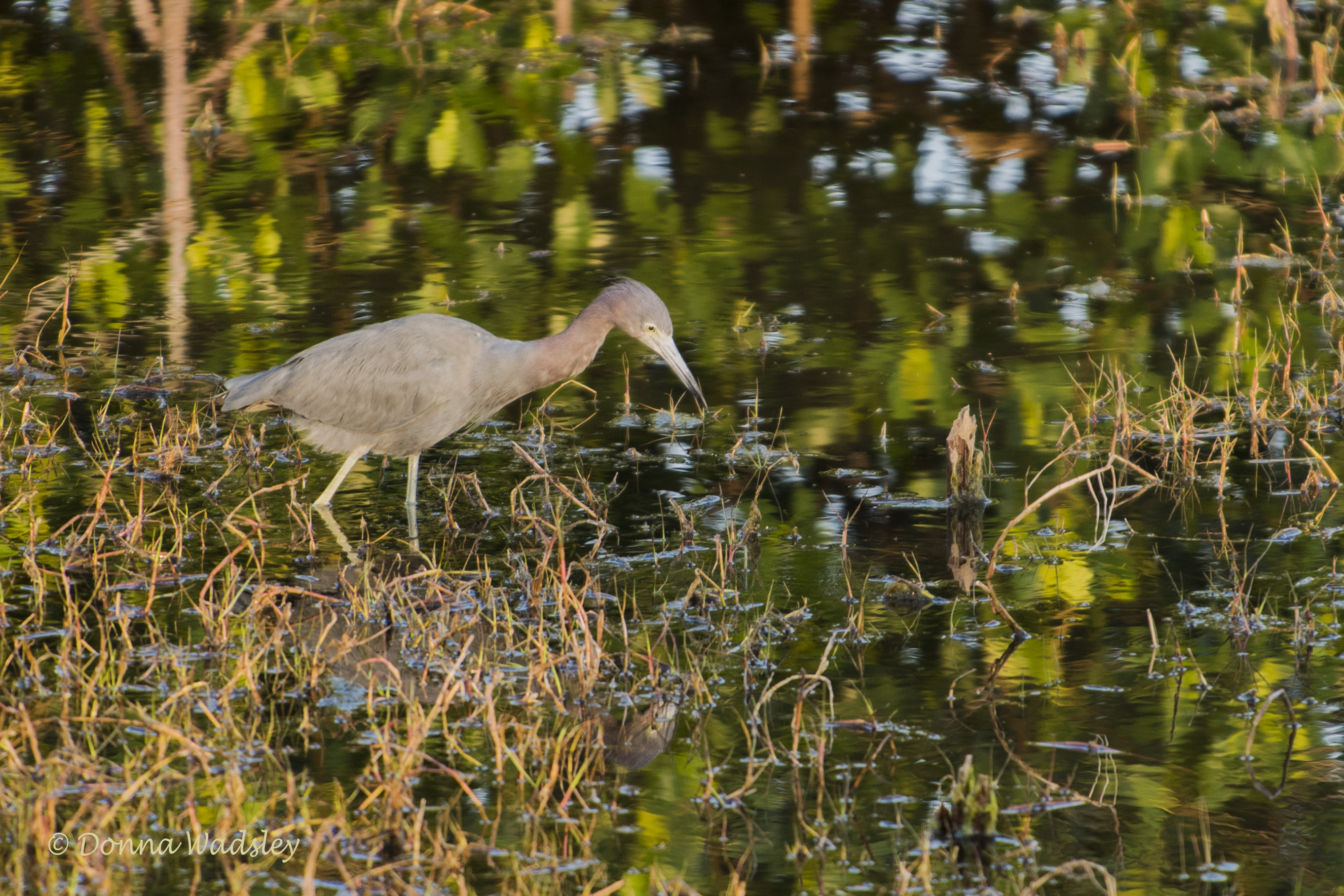 DSC_9612-1 2620