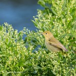 DSC_3502-1 10520