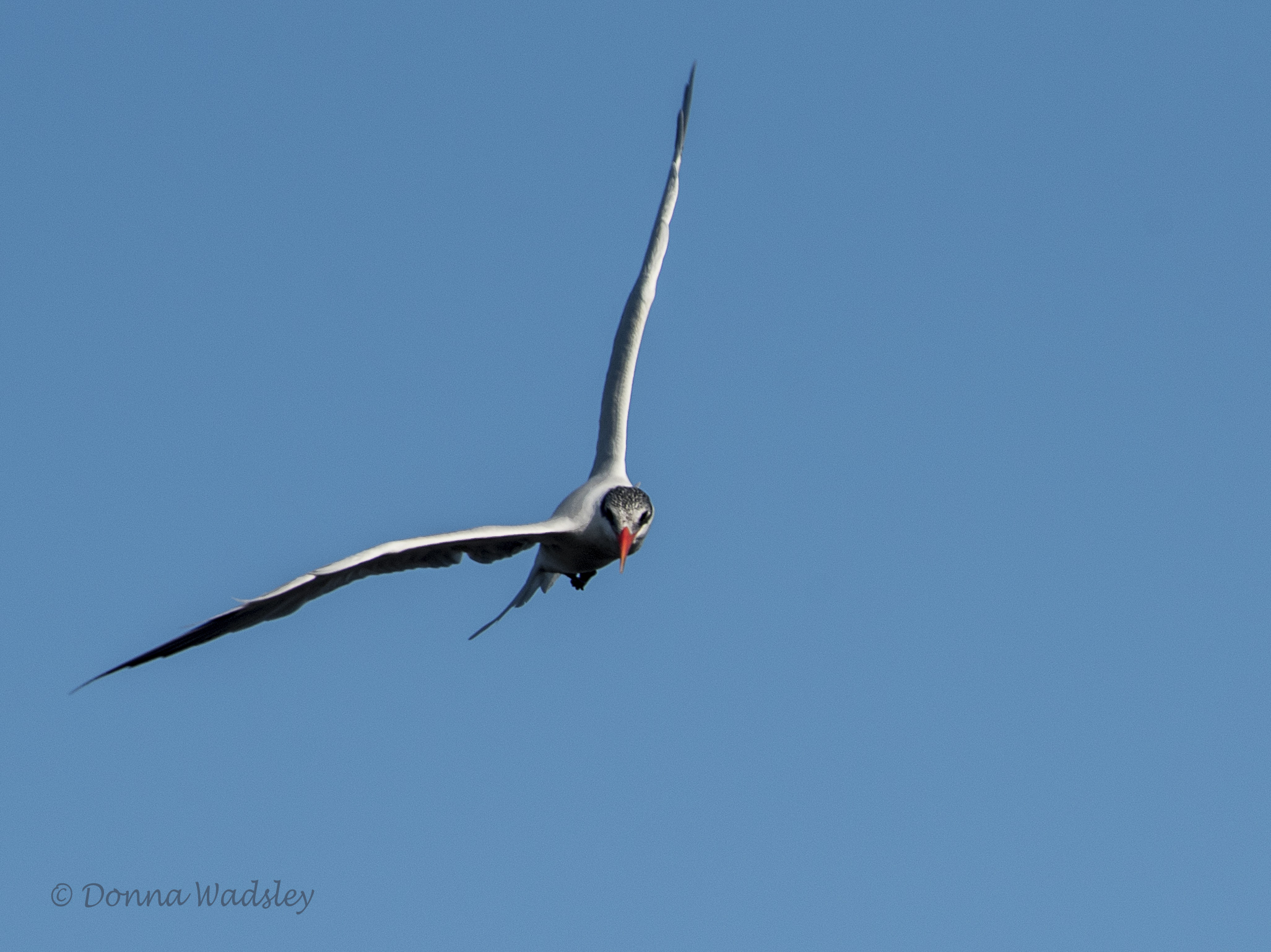 DSC_1910-1 101620 forsters