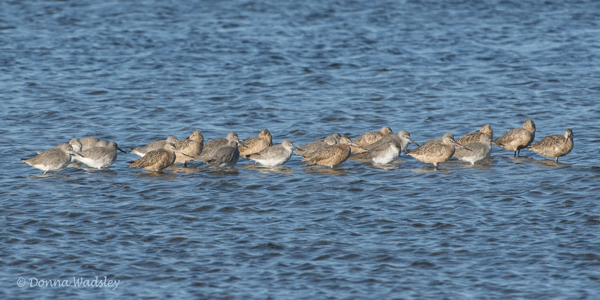 DSC_5480-1 101420 godwits willets