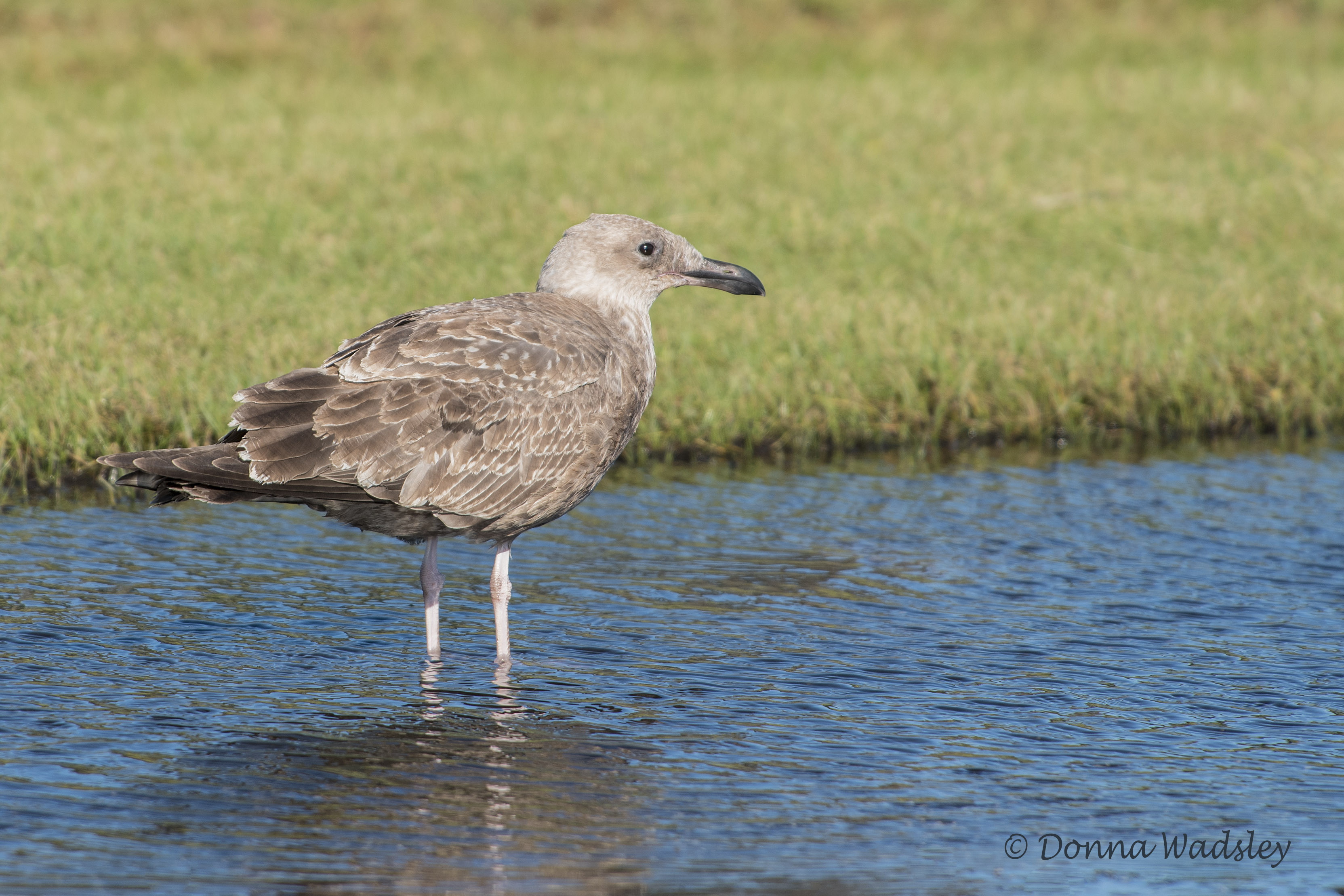 DSC_5517-1 101420 herring gull