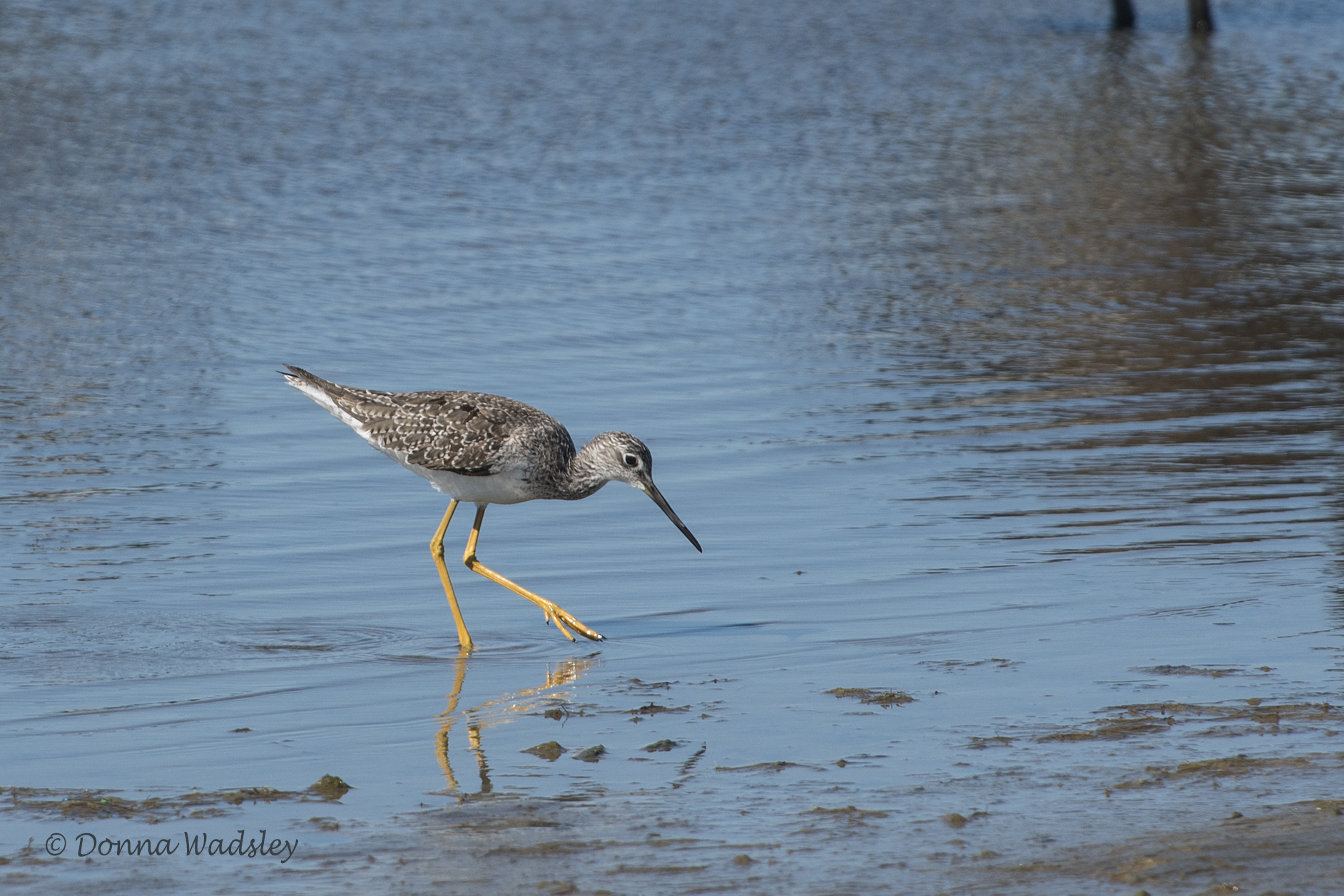 DSC_5814-1 101420 YelLegs Grtr