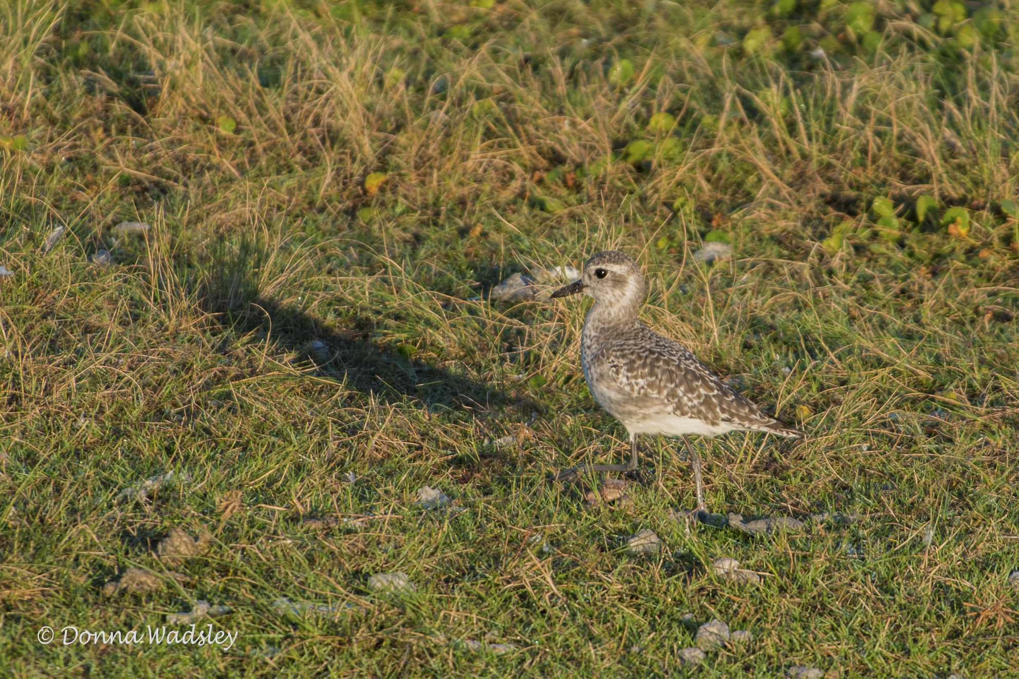 DSC_6027-1 101520 BB plover