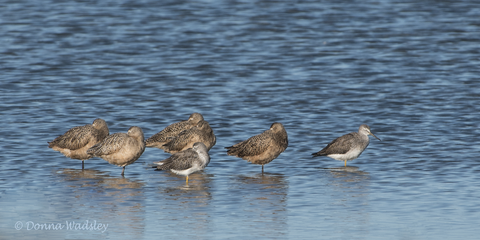 DSC_6419-1 101420 lesserYL