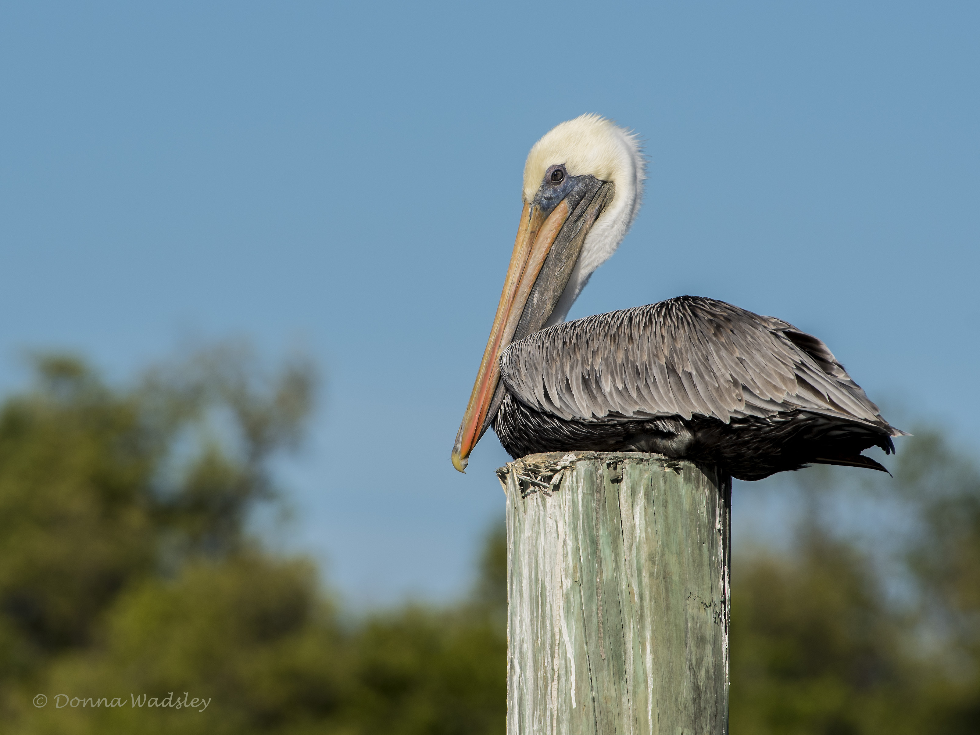 DSC_1083-1 122420
