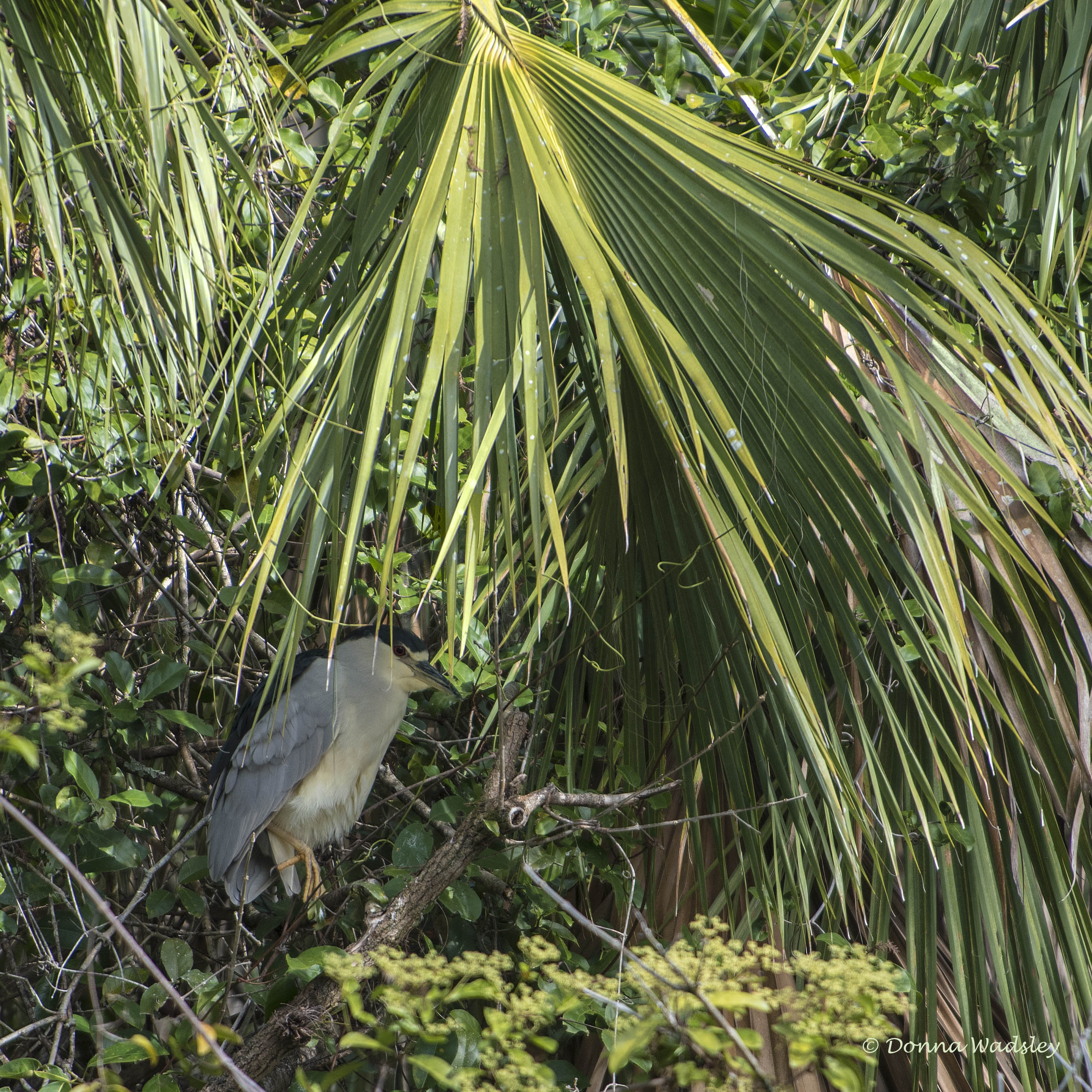 DSC_0818-1 122320