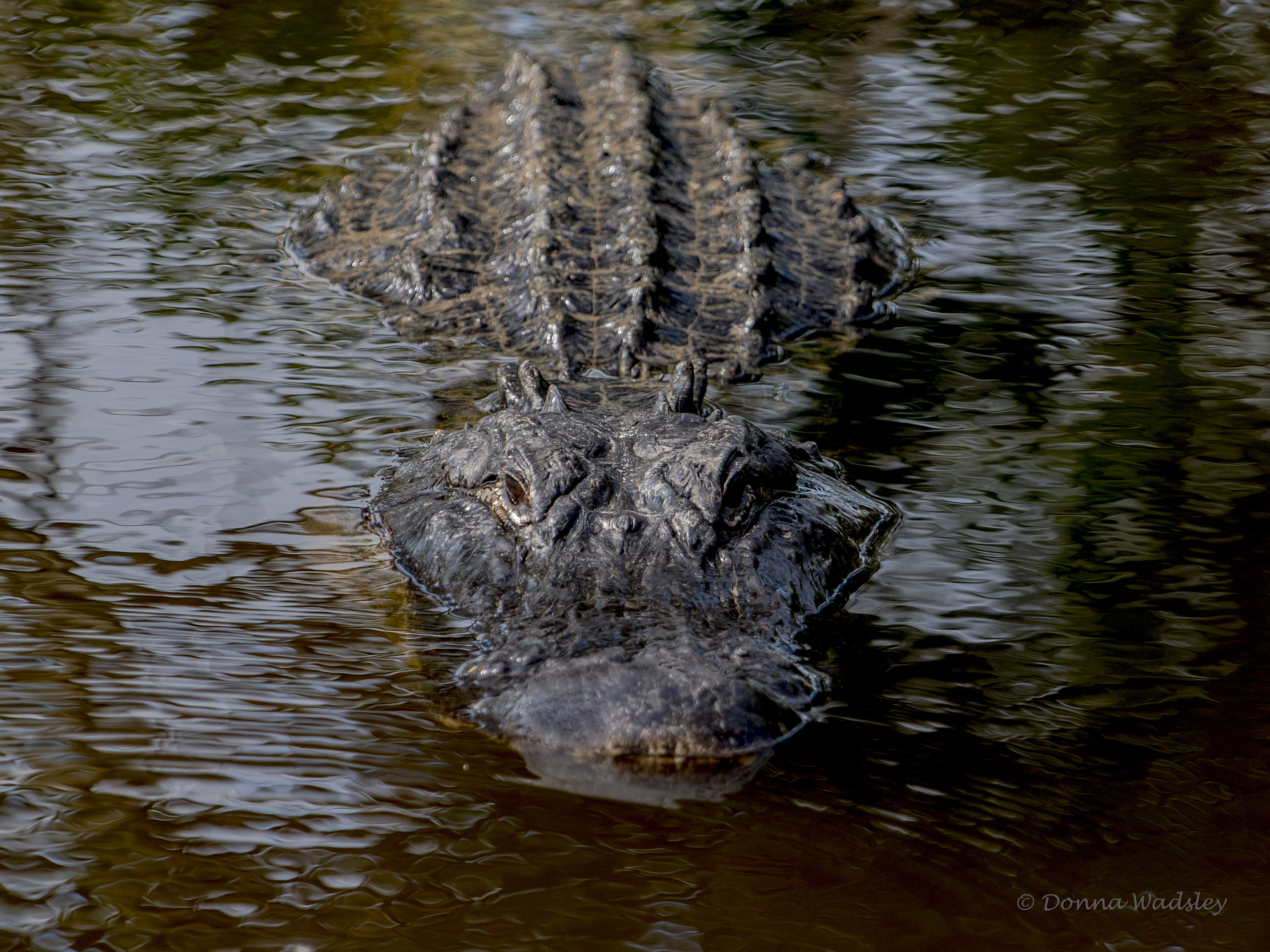 DSC_0922-1 122320