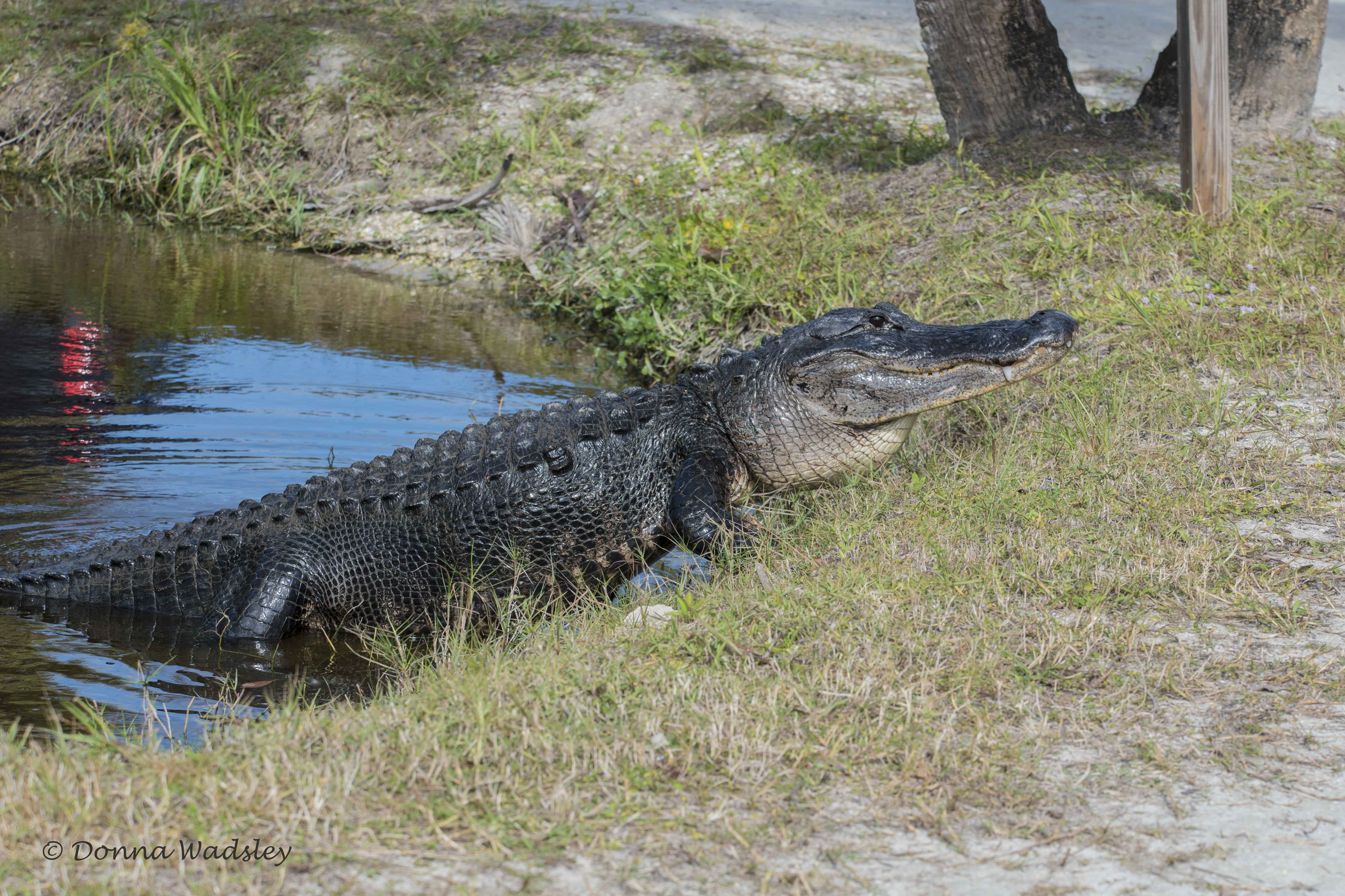 DSC_0944-1 122320