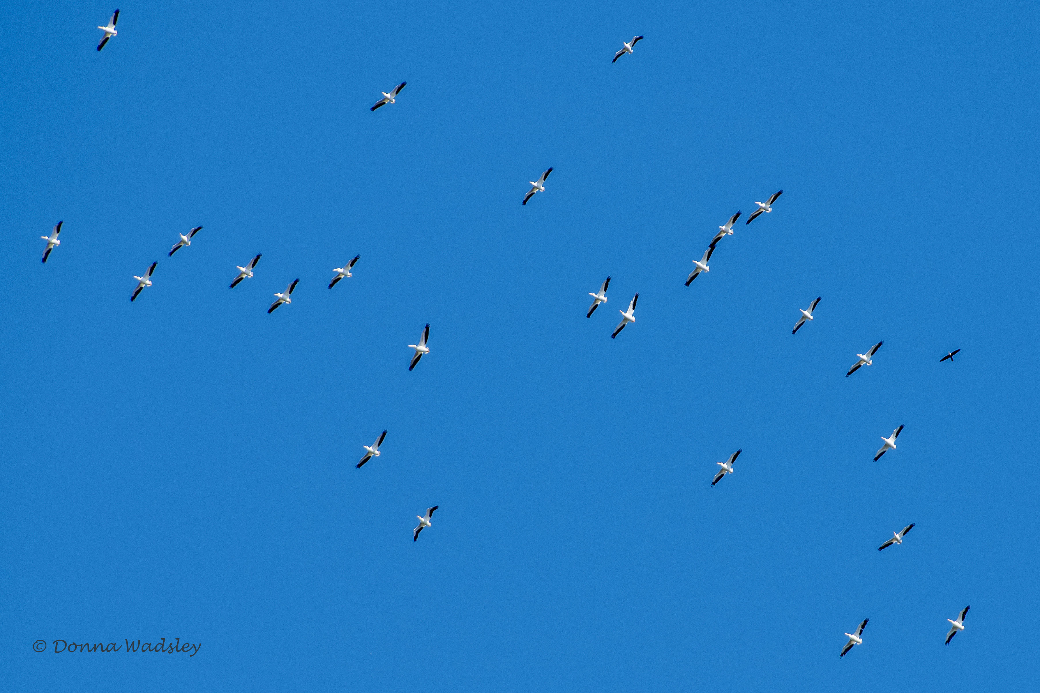 DSC_1346-1 122720