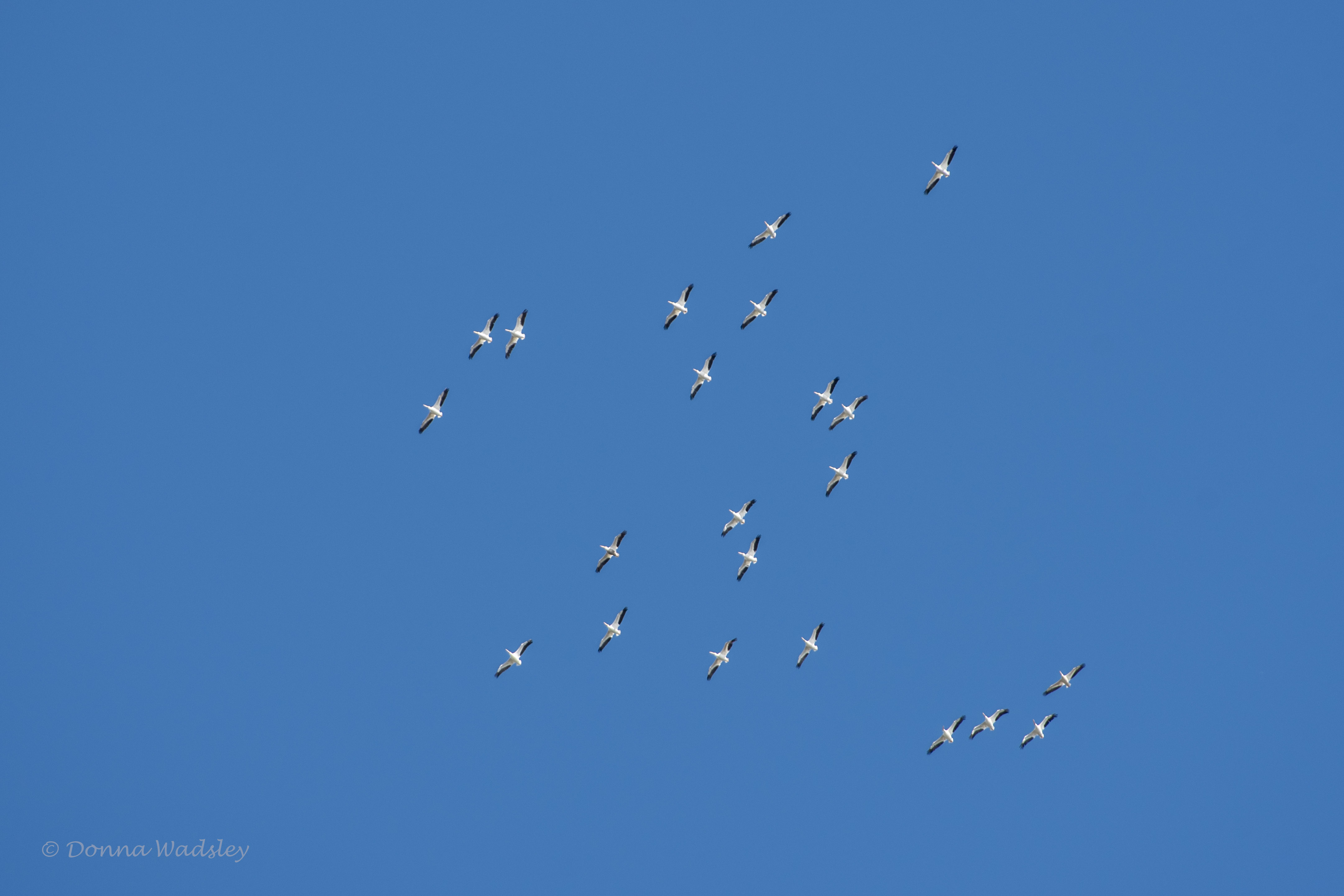 DSC_1451-1 122920