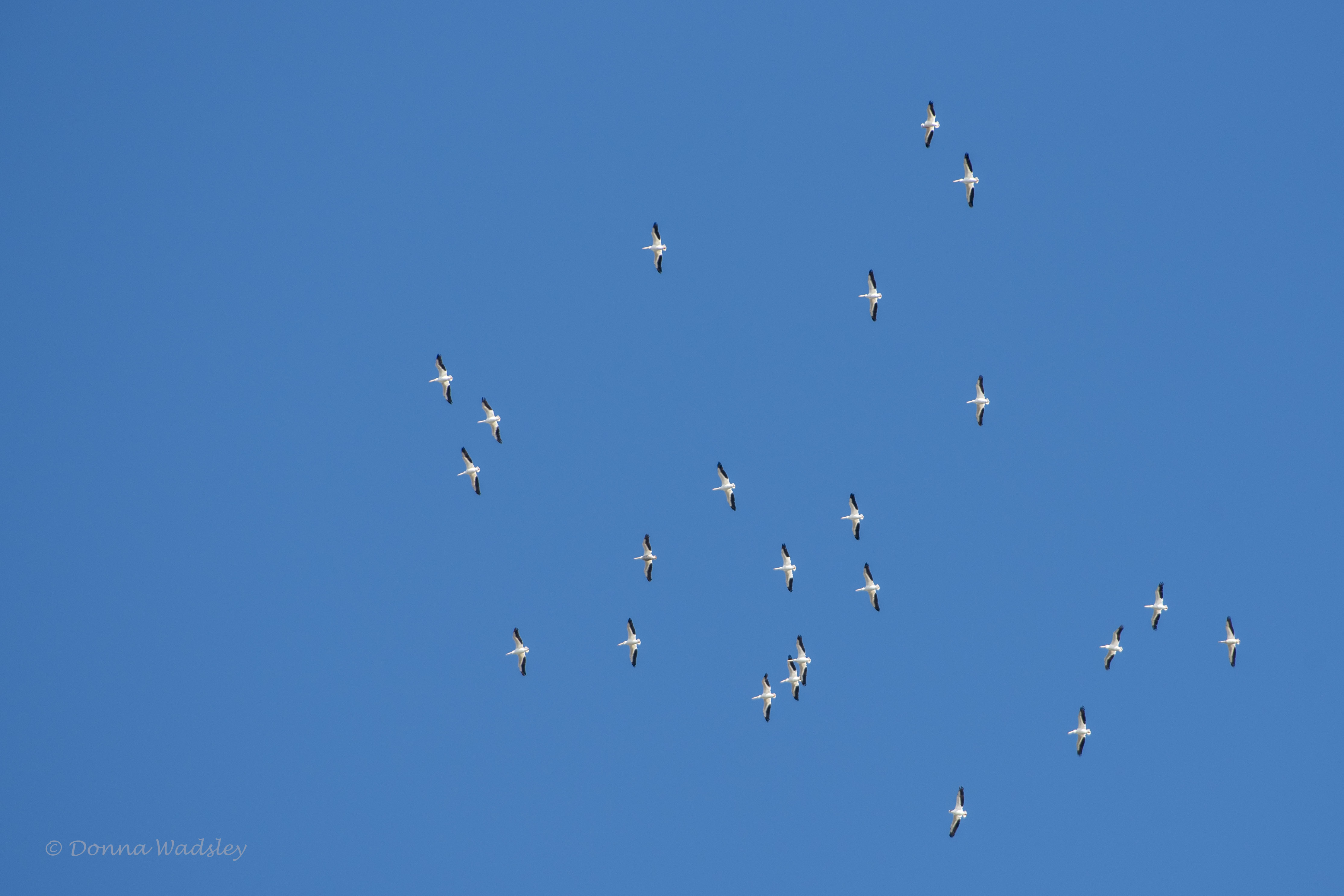 DSC_1453-1 122920