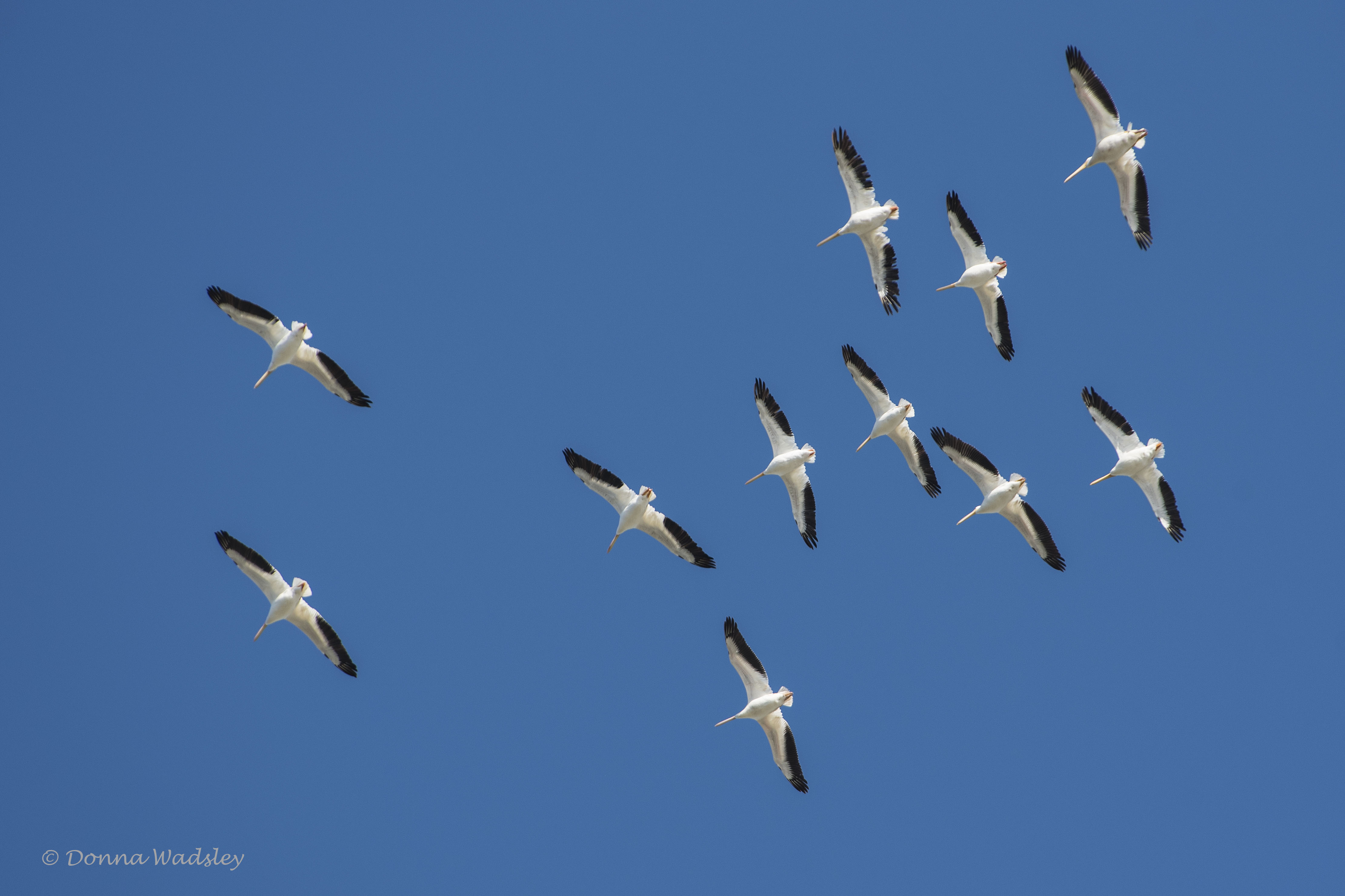 DSC_1493-1 122920