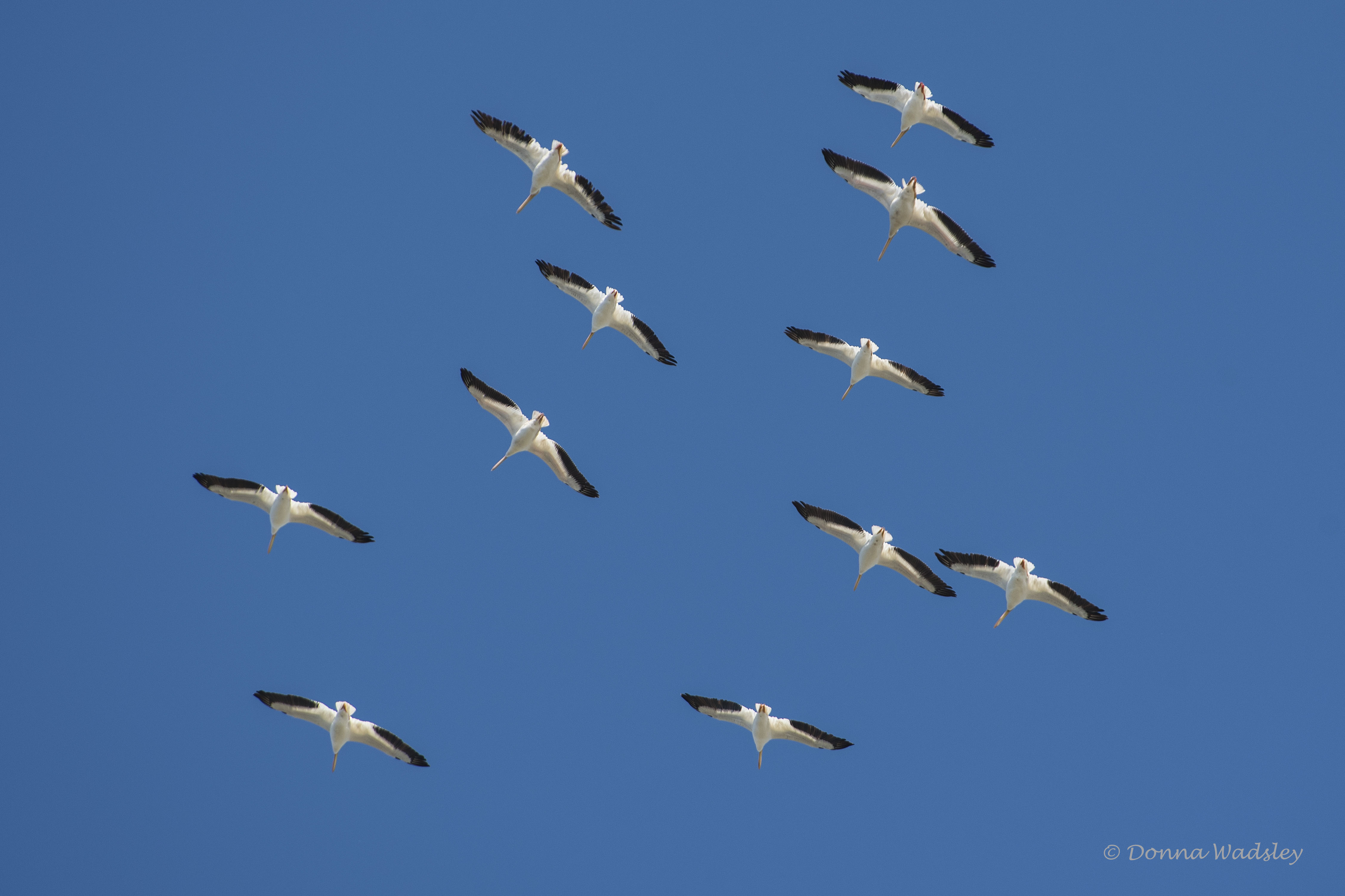 DSC_1494-1 122920