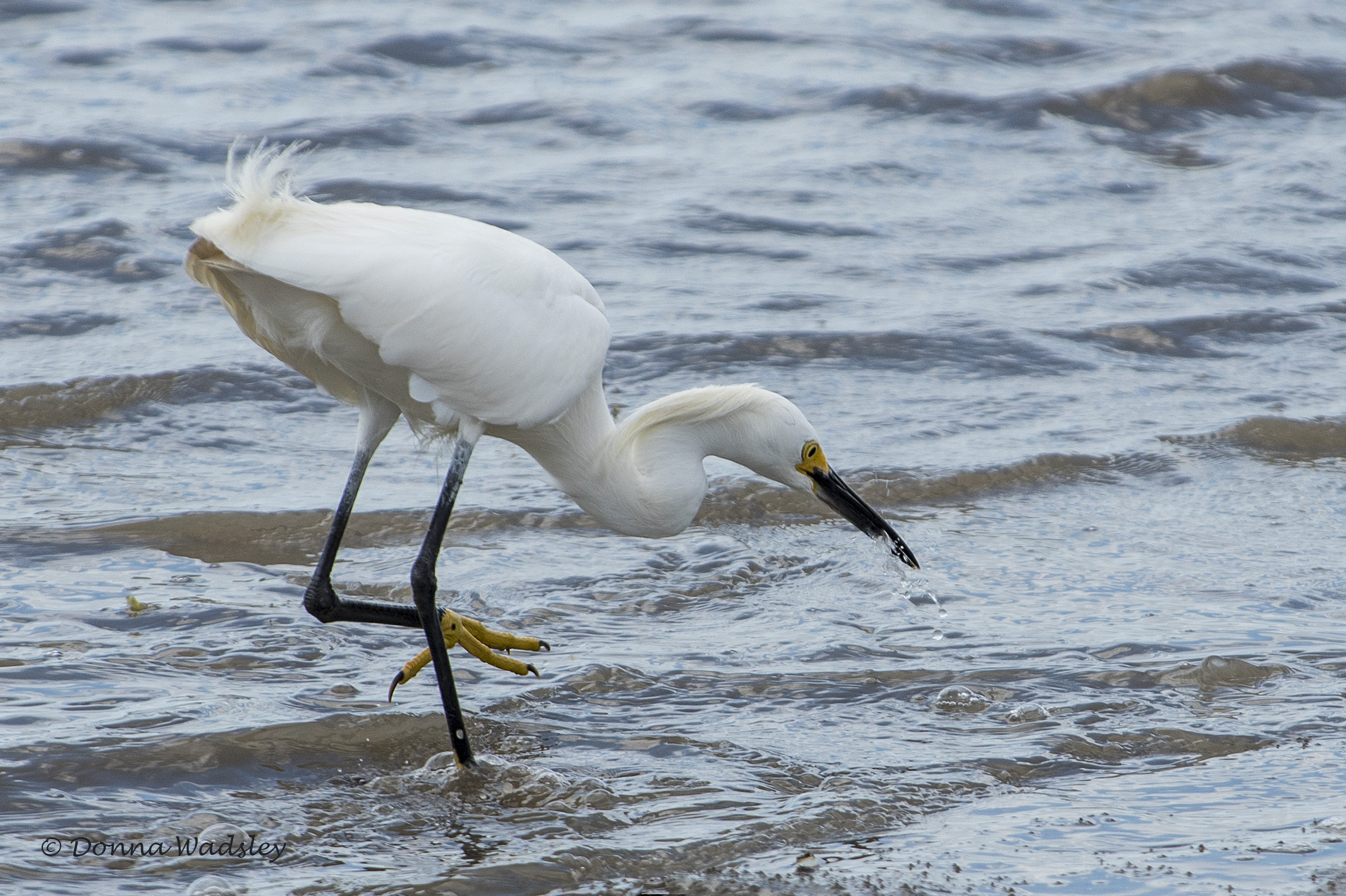 DSC_5106-1 1421