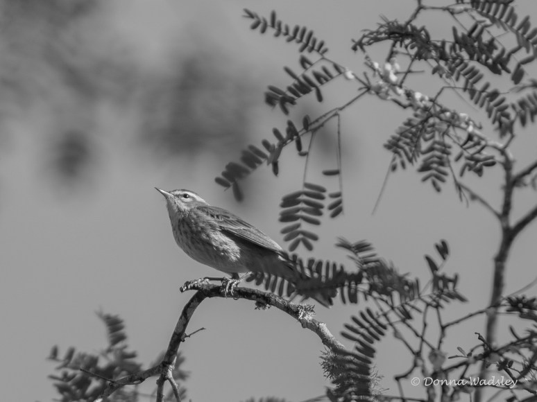 DSC_3399-1 12321palm warbler