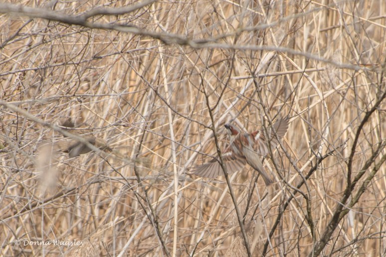 DSC_5417-1 32321 housesparrow