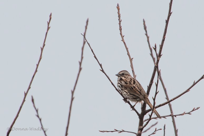 DSC_5458-1 32521songsparrow