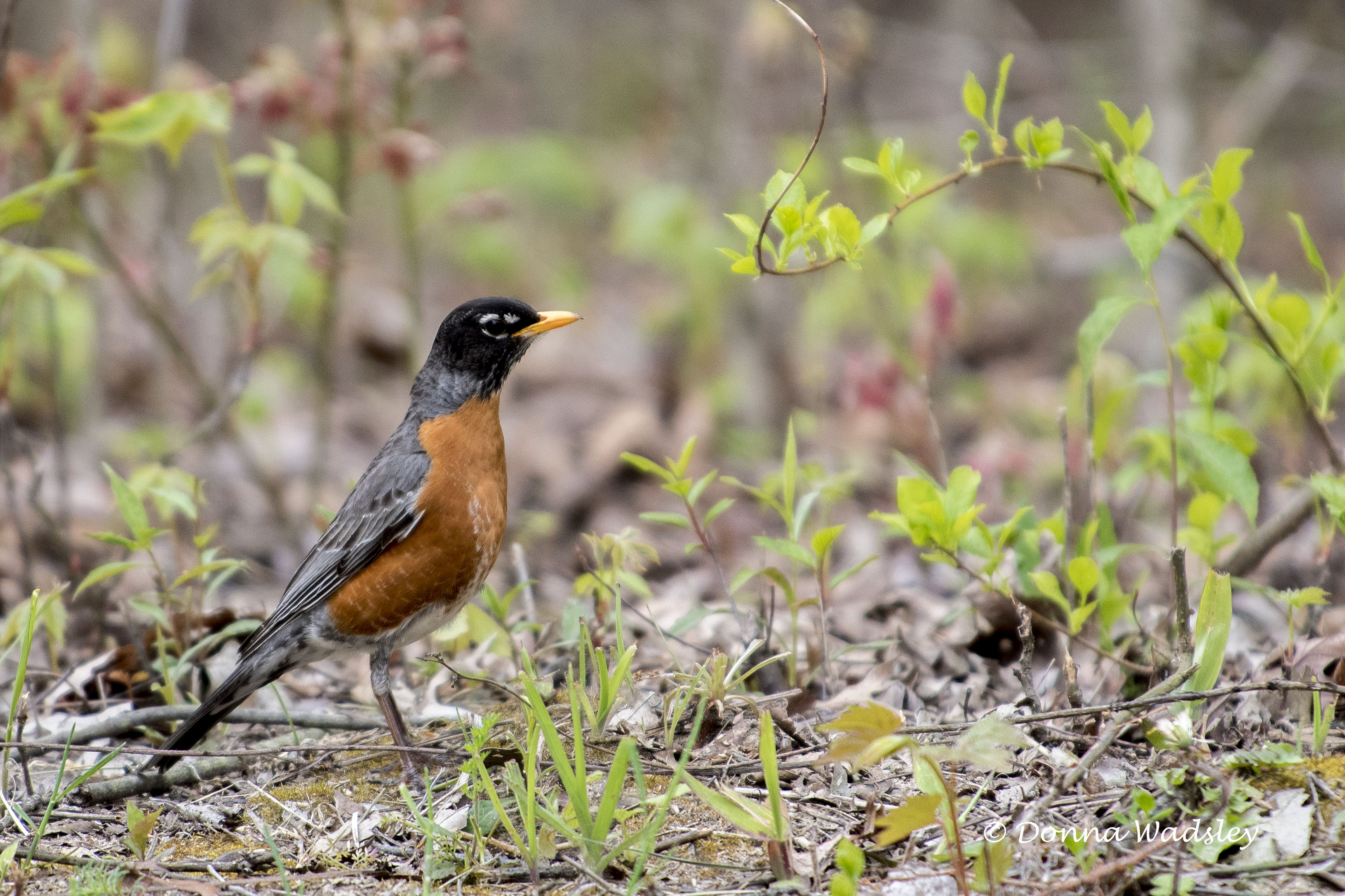 DSC_5602-1 51621