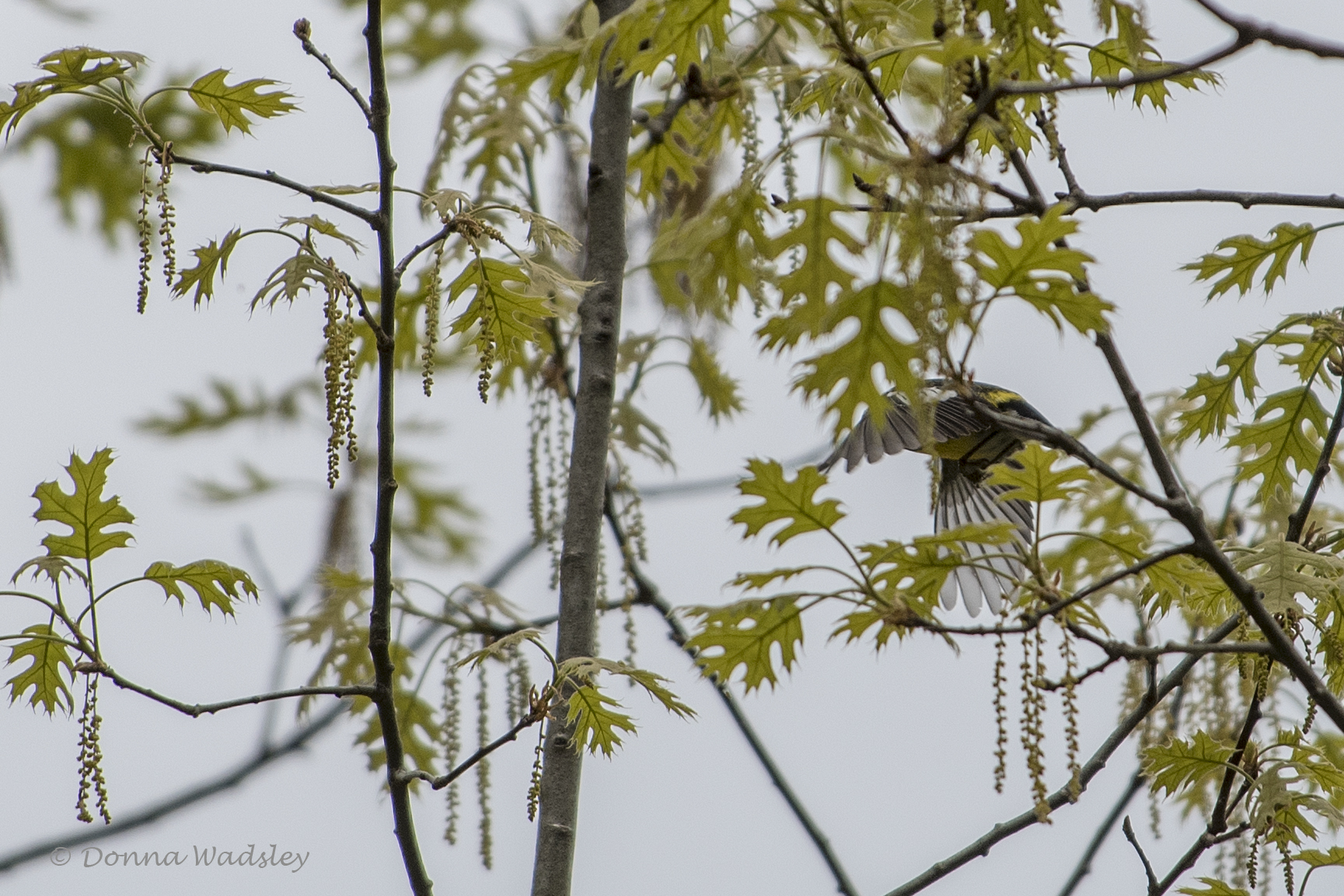 DSC_5623-1 51721 MagnoliaWarbler