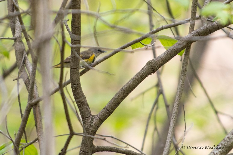 DSC_5628-1 51621AmerRedstaartF