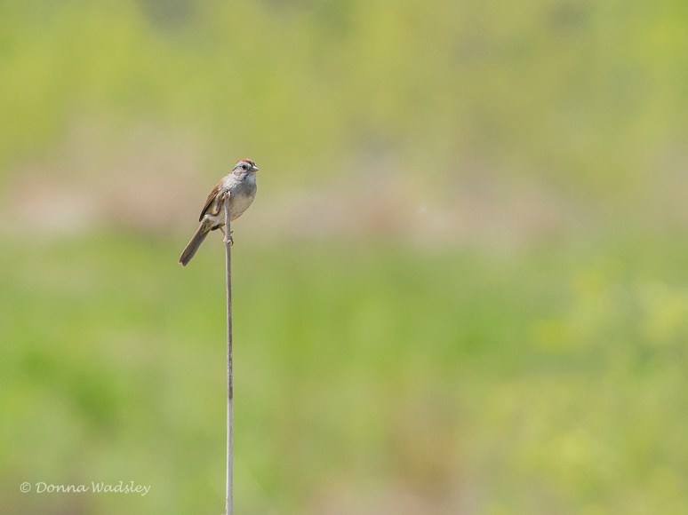DSC_6700-1 51621 ChippingSparrow