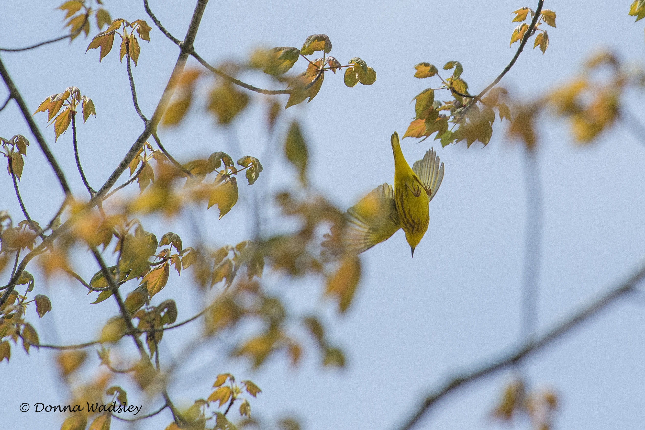 DSC_6744-1 51621 YellowWarbler