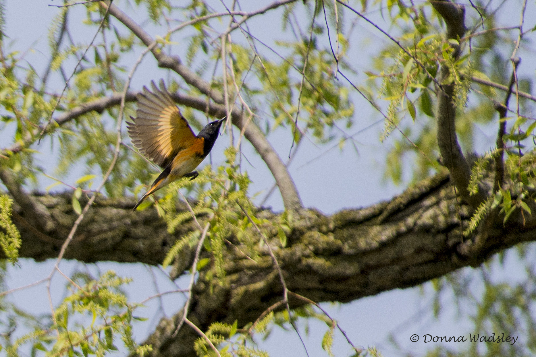 DSC_6772-1 51621 AmerRedstartM