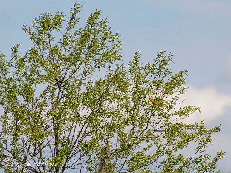 DSC_6883-1 51621 YellowWarbler