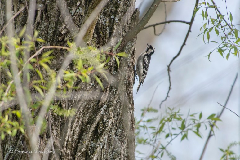 DSC_6906-1 51621 Downy