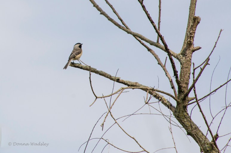 DSC_6907-1 51621 Black-capped