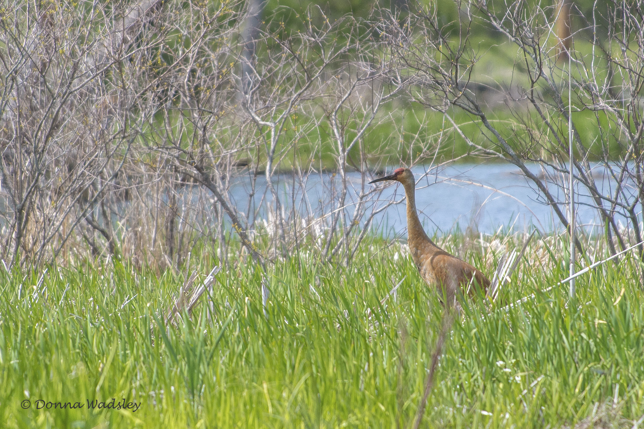DSC_6926-1 51621