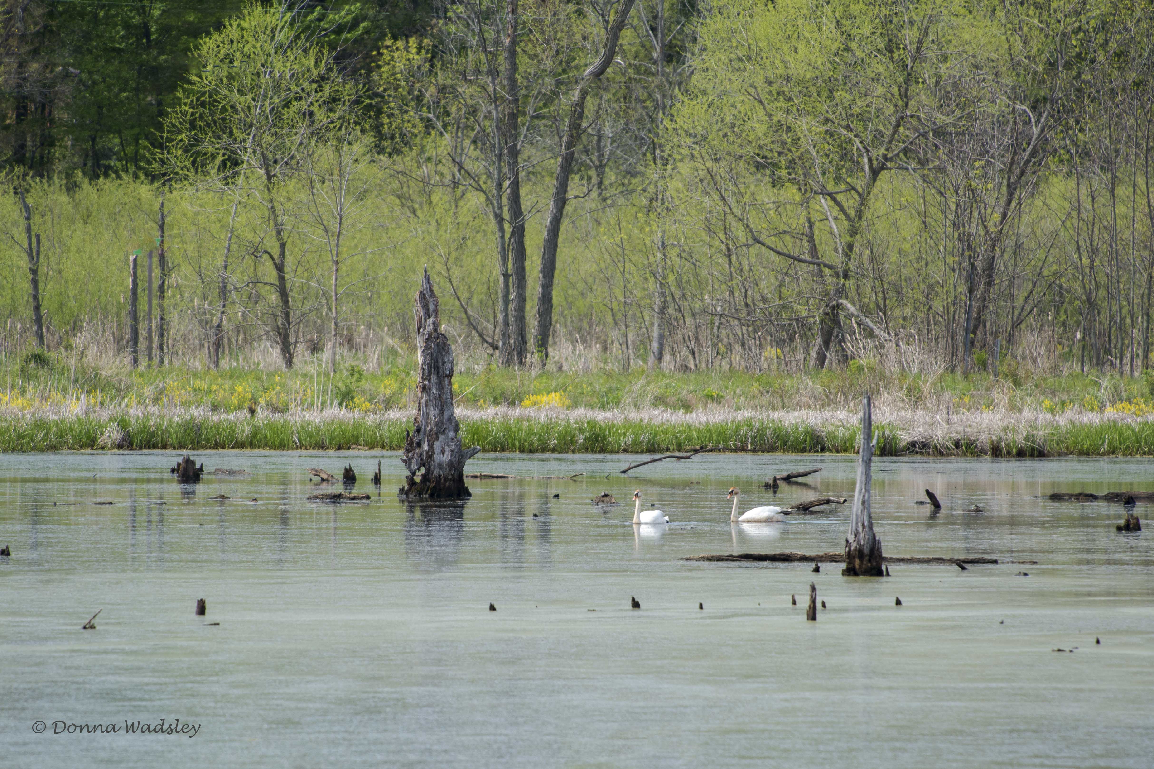 DSC_6950-1 51621