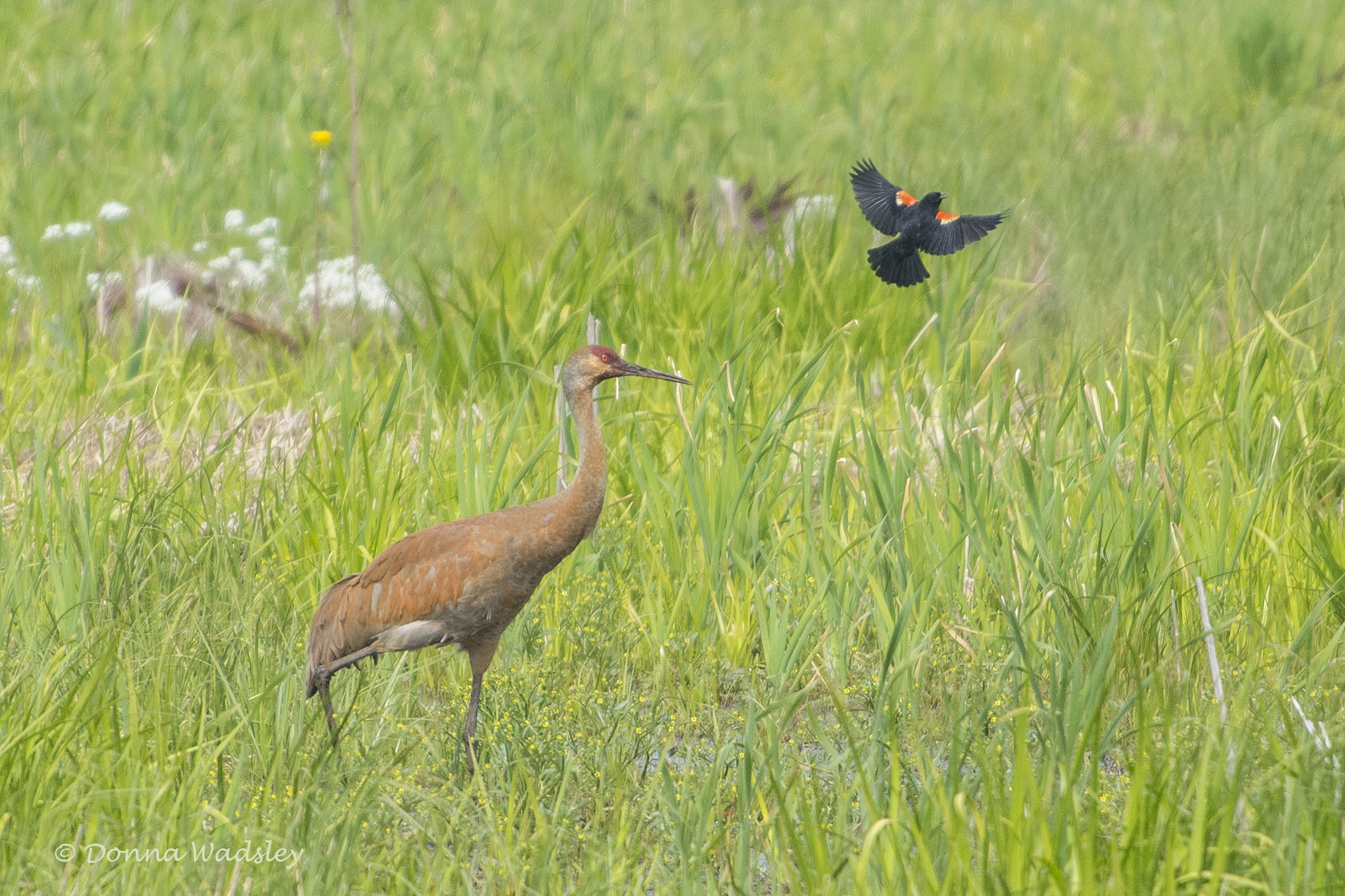 DSC_6994-1 51621
