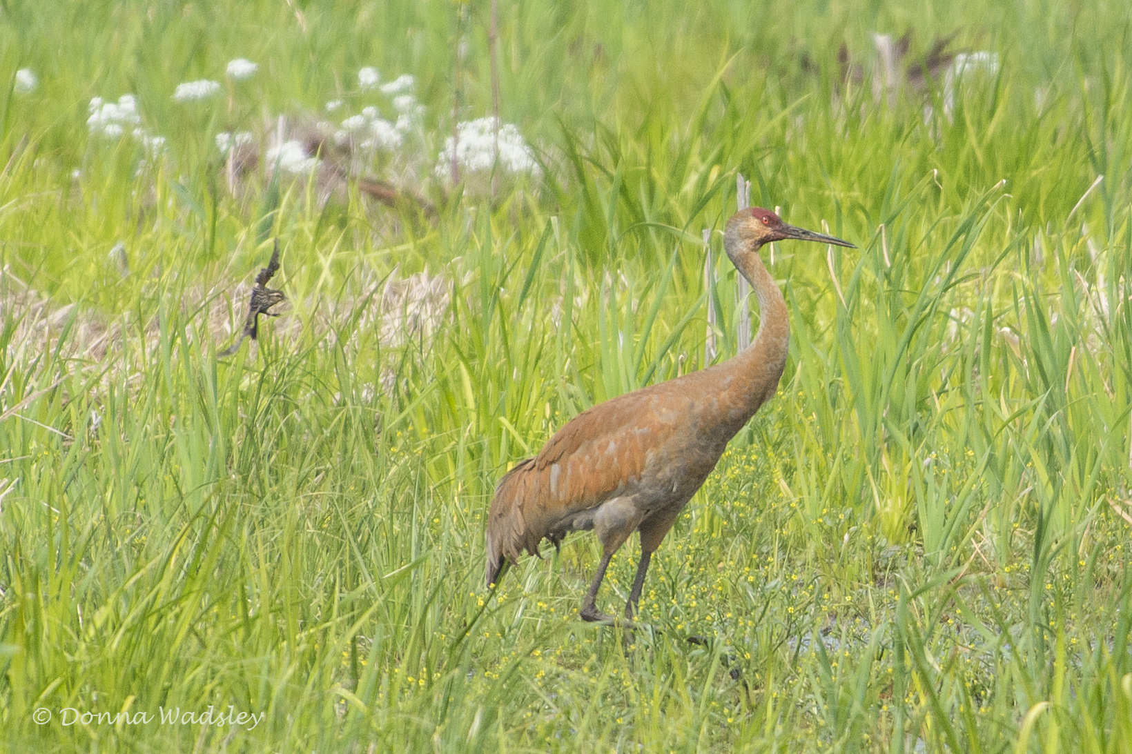 DSC_6995-1 51621
