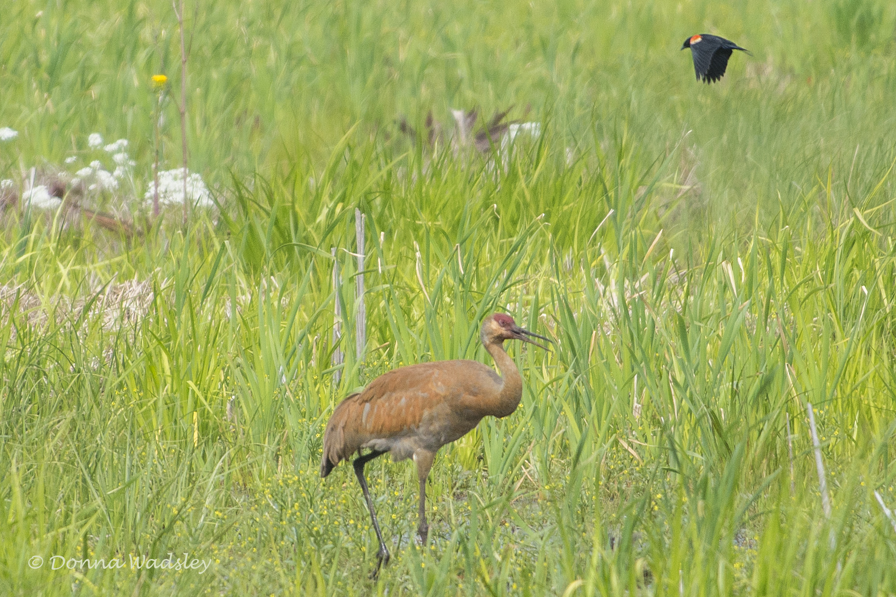 DSC_6997-1 51621