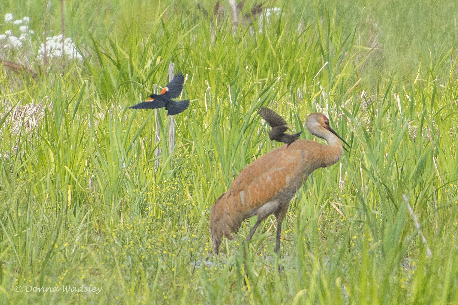 DSC_7001-1 51621