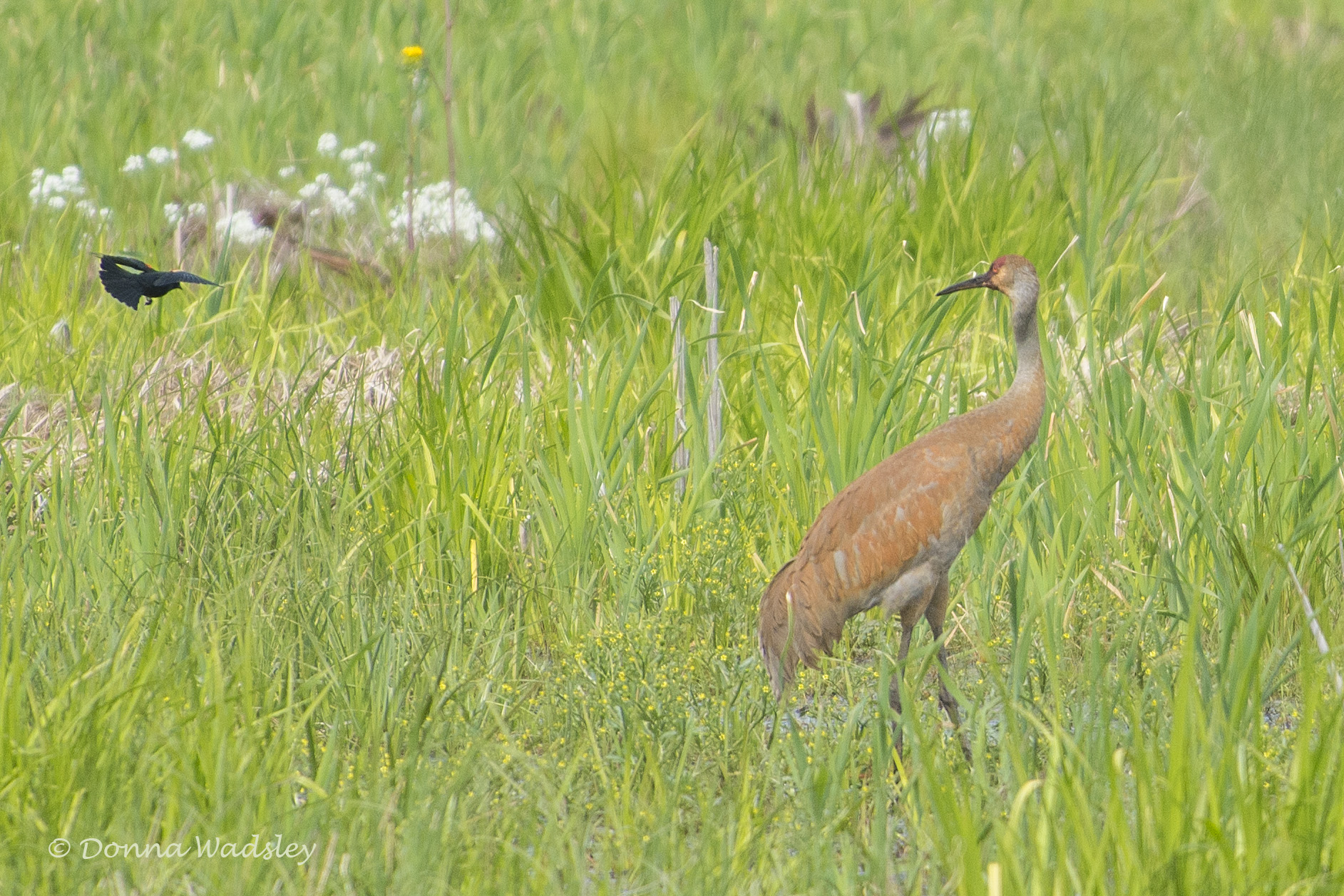 DSC_7003-1 51621