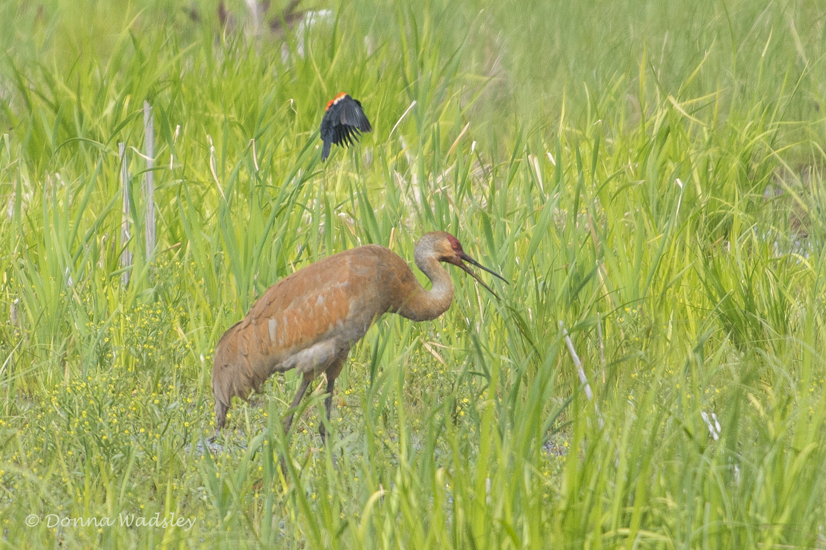 DSC_7005-1 51621