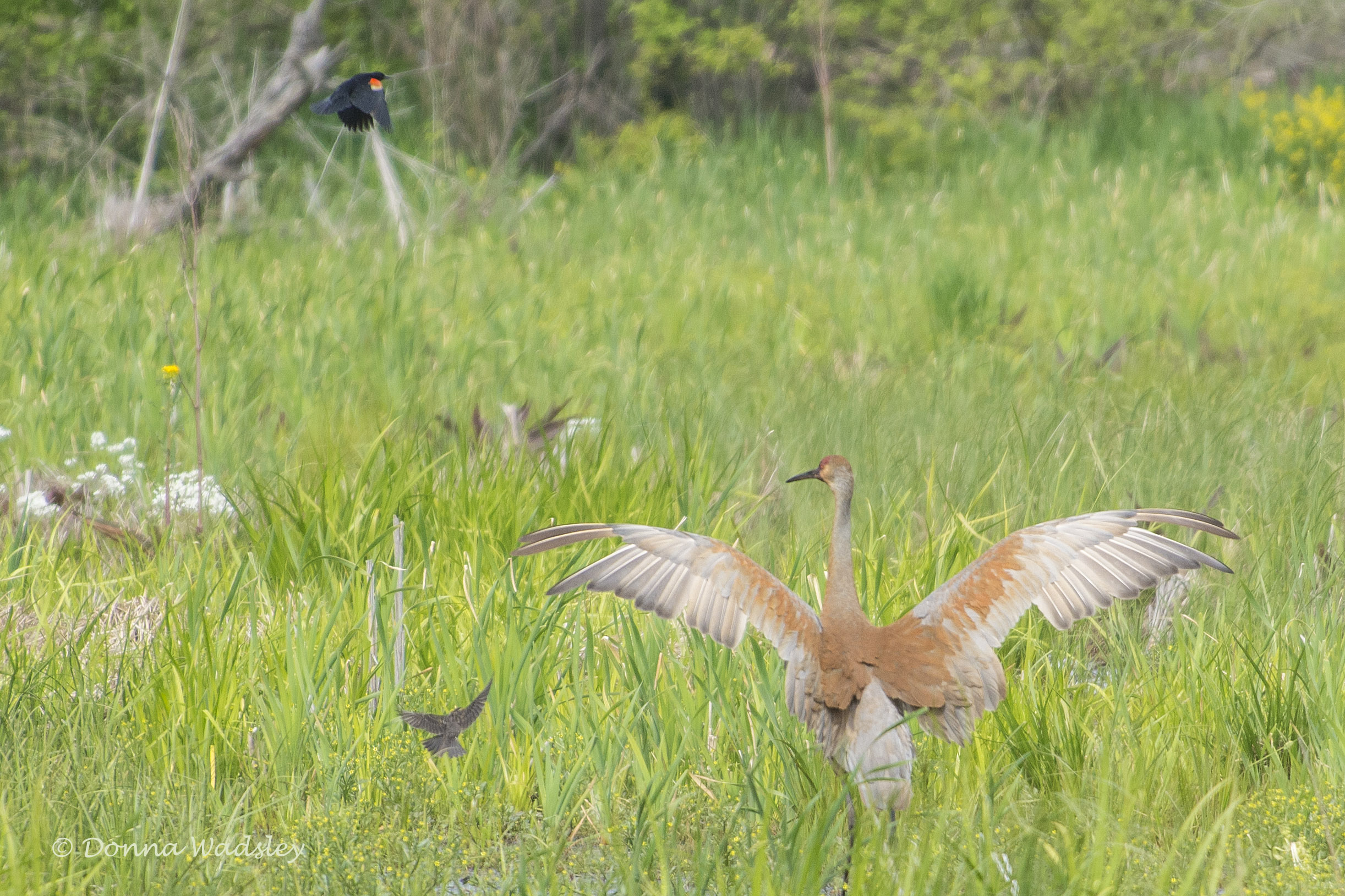 DSC_7009-1 51621