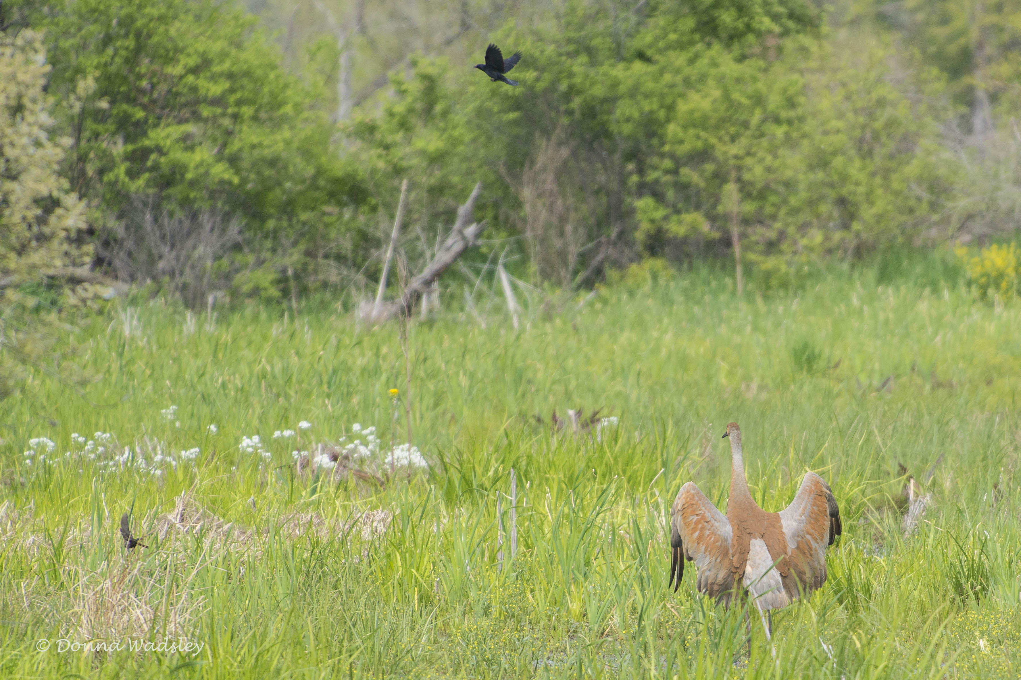 DSC_7019-1 51621