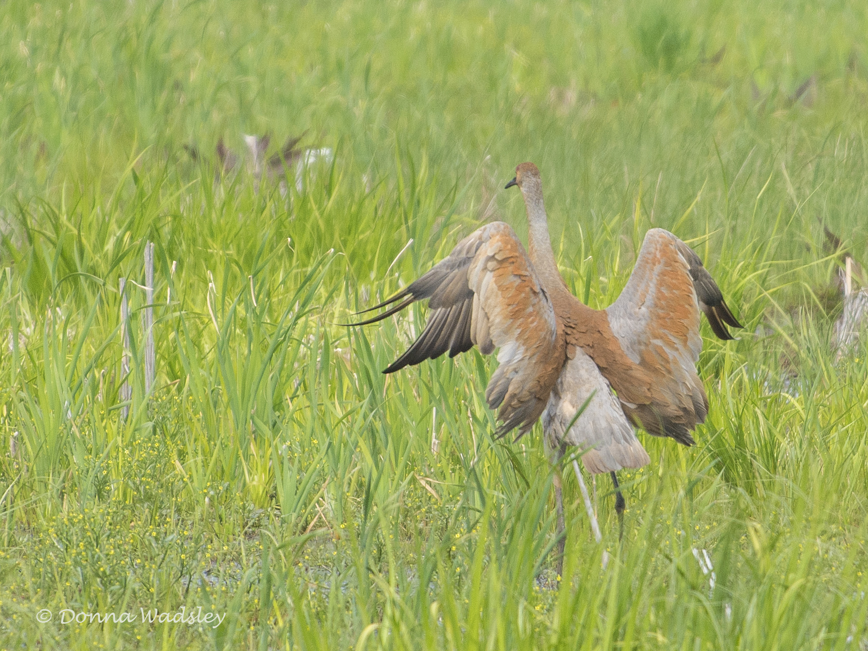 DSC_7020-1 51621